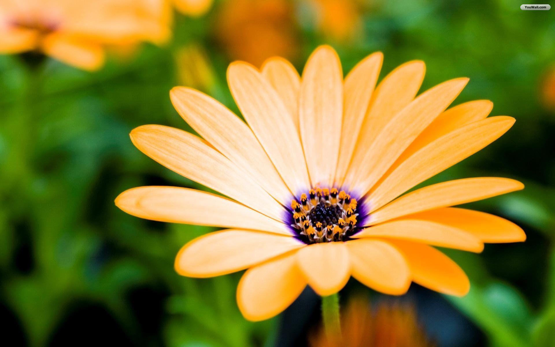 Yellow and Purple Flower wallpaper