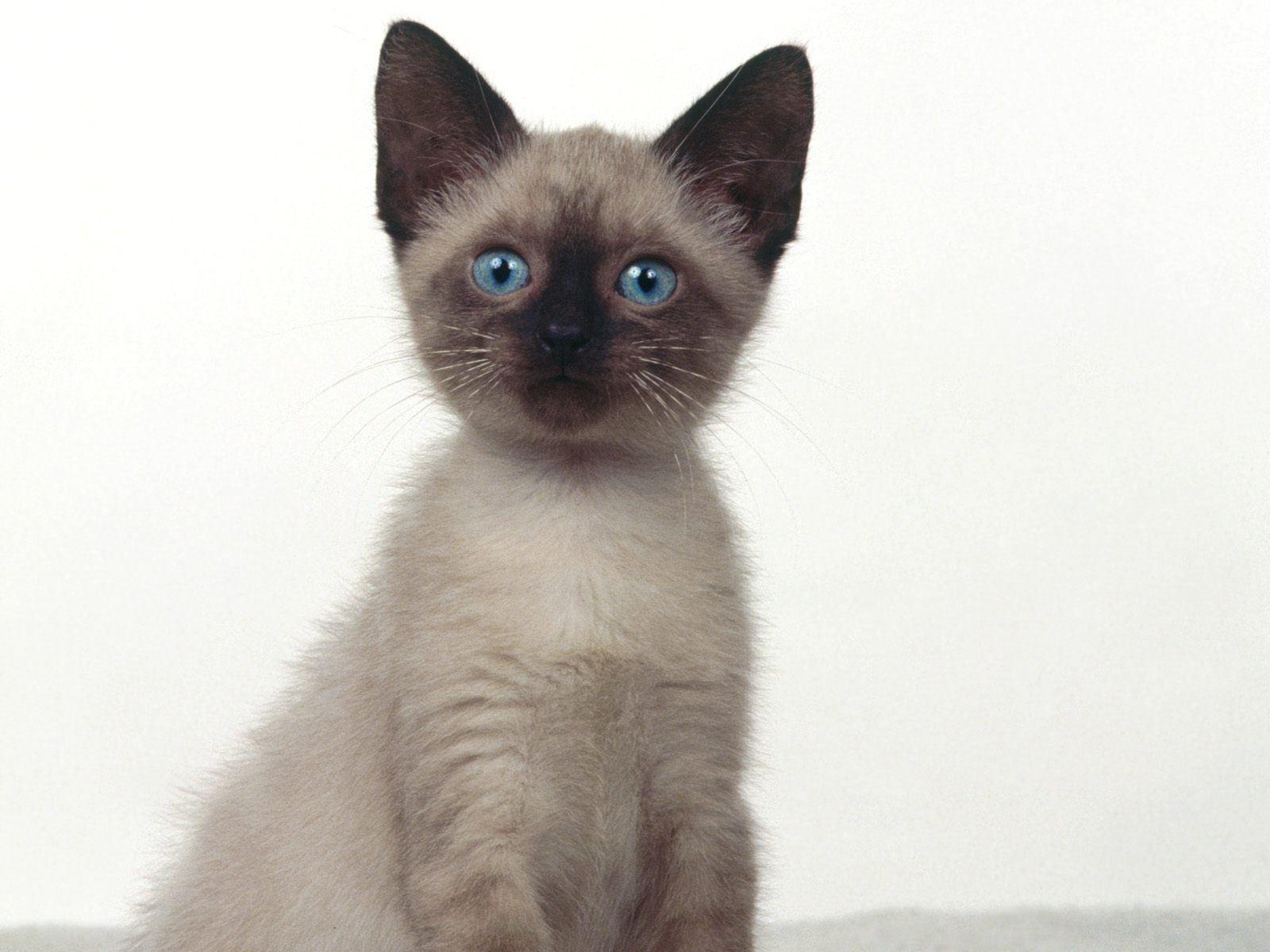 Pix For > Cute Siamese Kittens Wallpaper