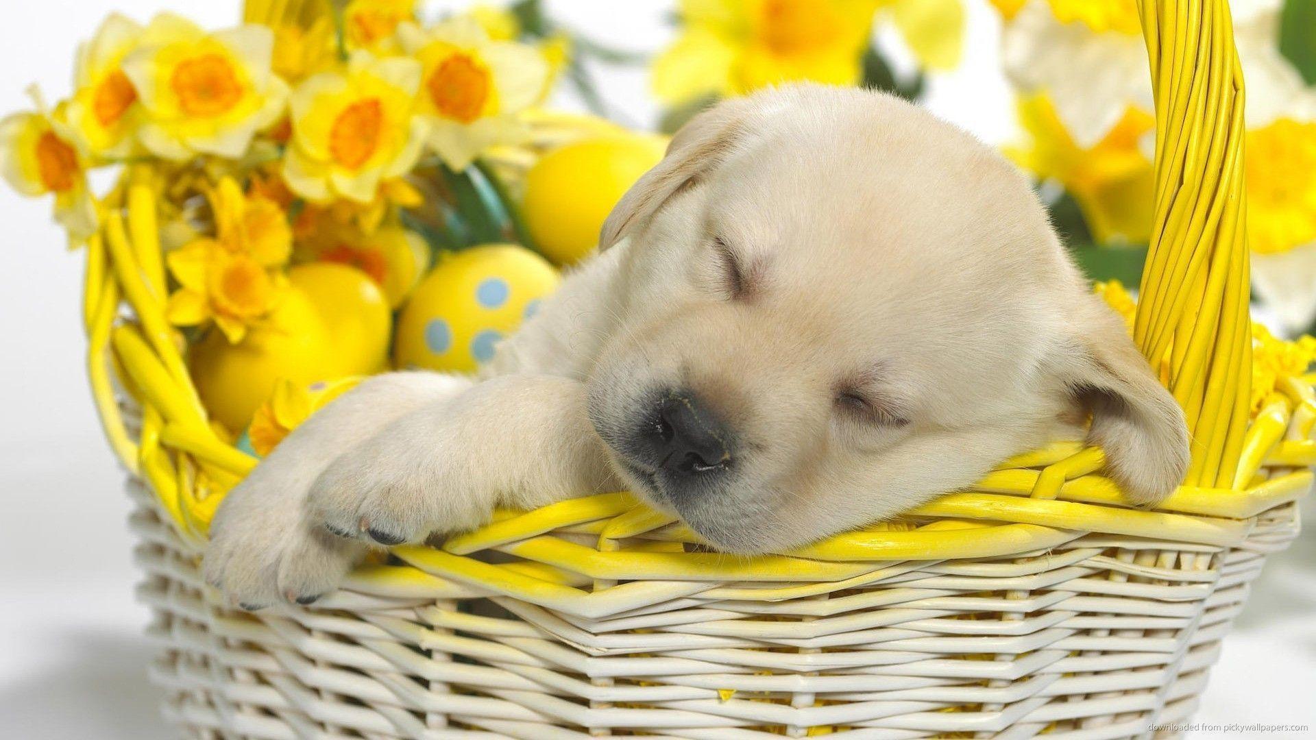 Cute Puppy Sleeping In An Easter Basket Wallpapers For Blackberry Curve