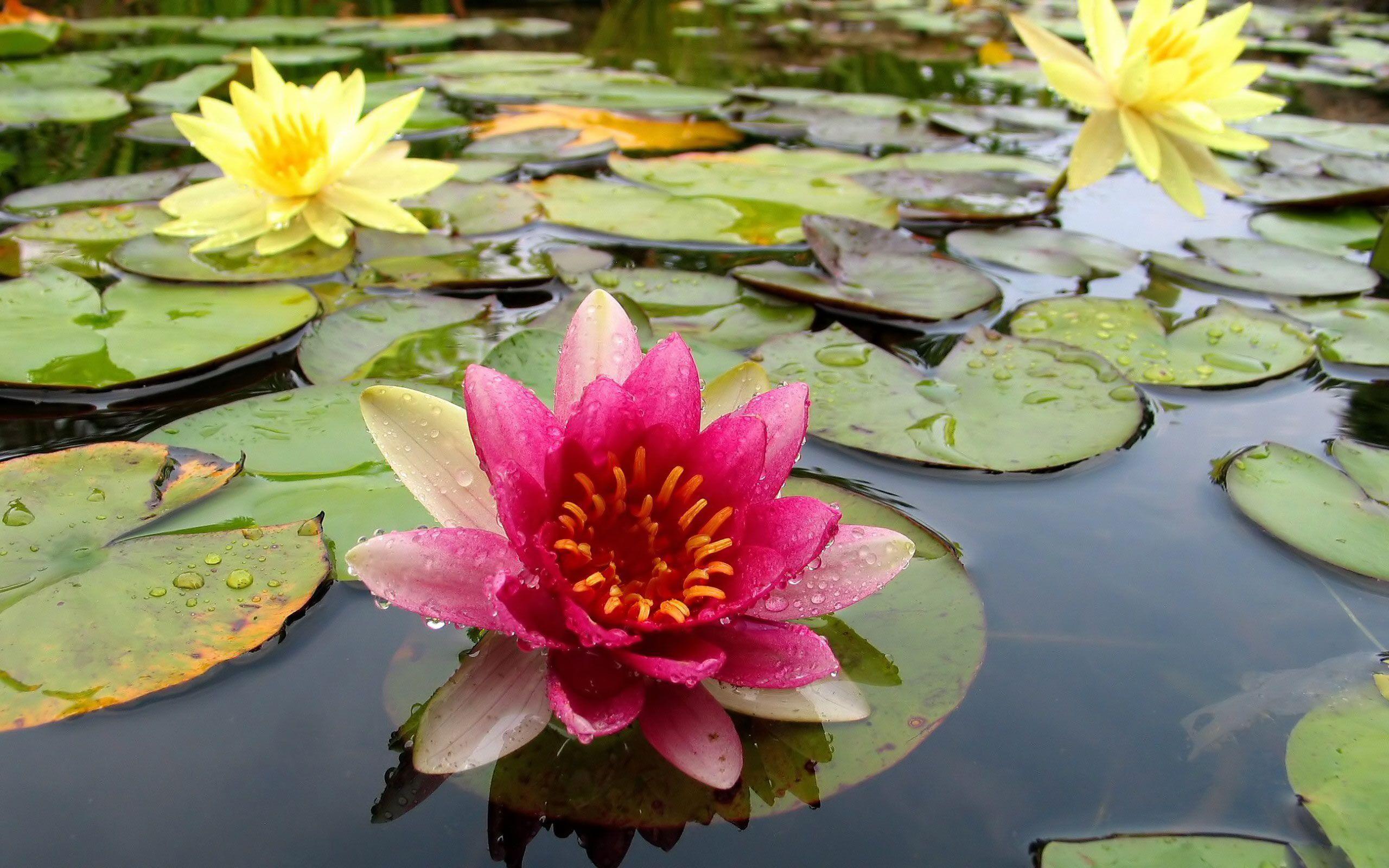 Desktop Wallpaper · Gallery · Nature · Water lilies are always