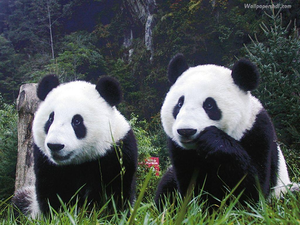 panda bear desktop wallpaper
