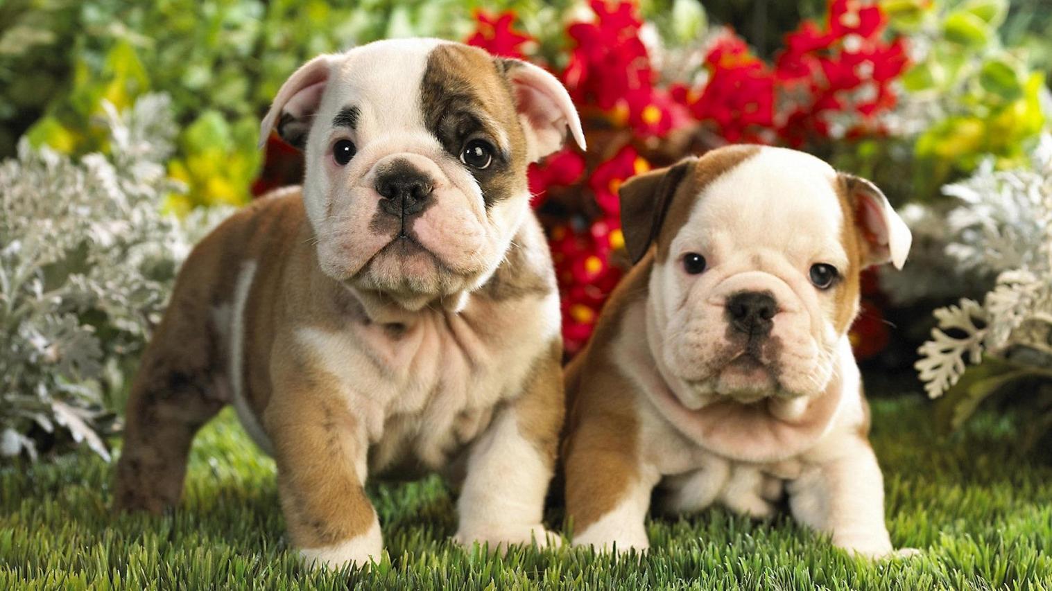 Cute Puppies Wallpaper Wondrous Pics