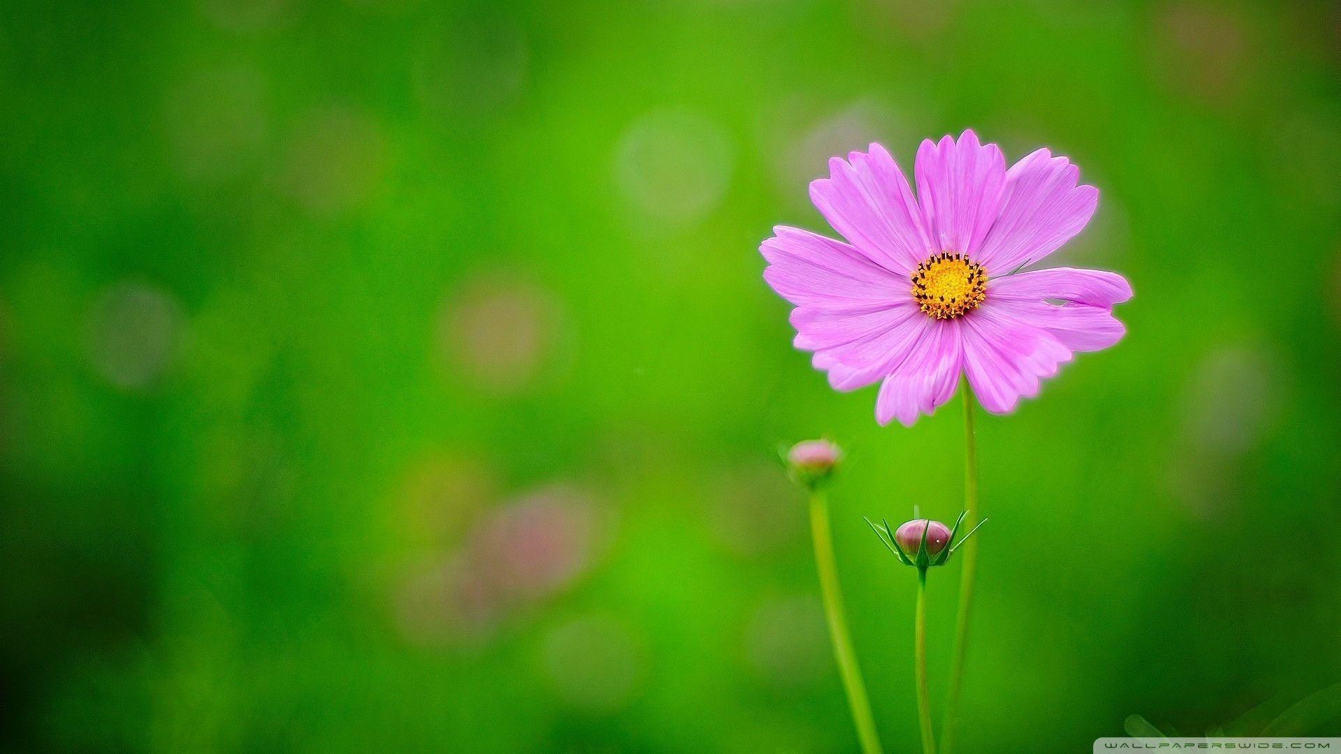Pink And Green Flower Background Wallpaper