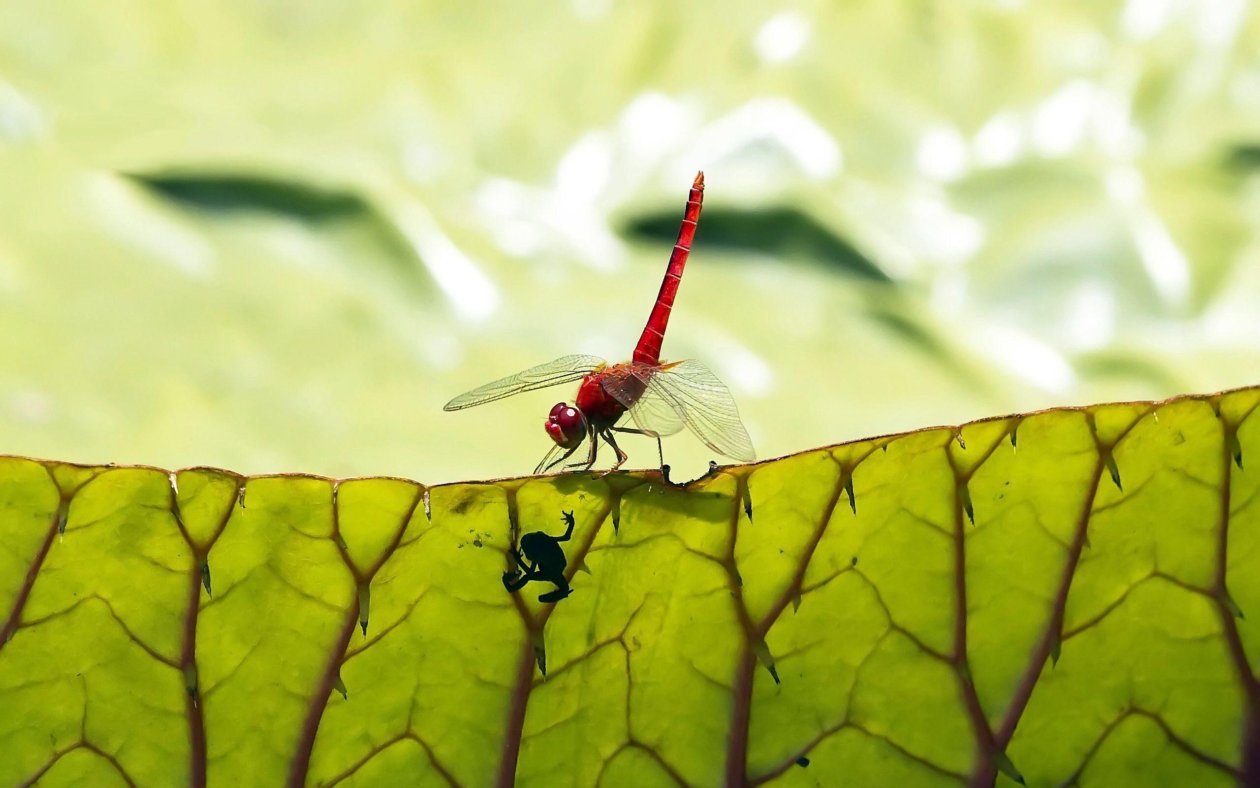 Red Dragon Fly Animal Wallpaper 2560x1600 px Free Download