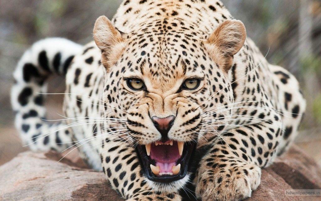 Fascinating Amazing Cheetah