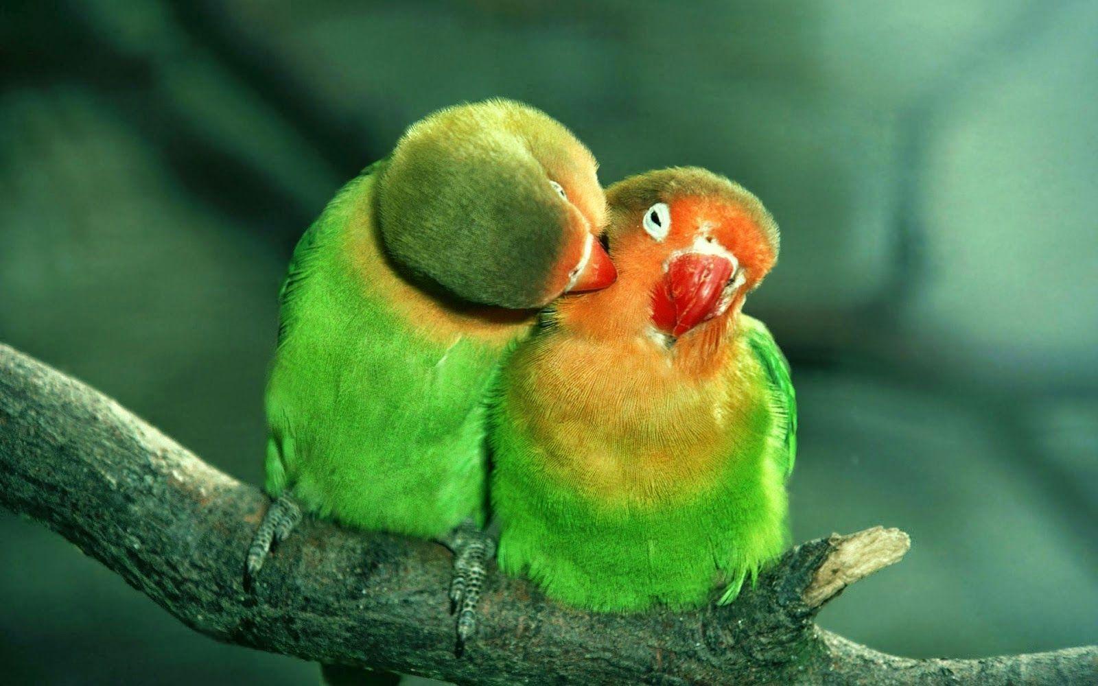 Love Birds 2 Wallpaper