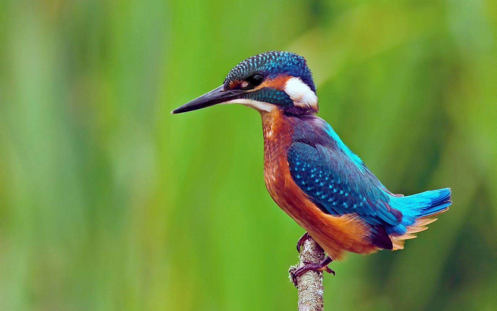 Kingfisher Bird Wallpaper. kingfisher Desktop Photo