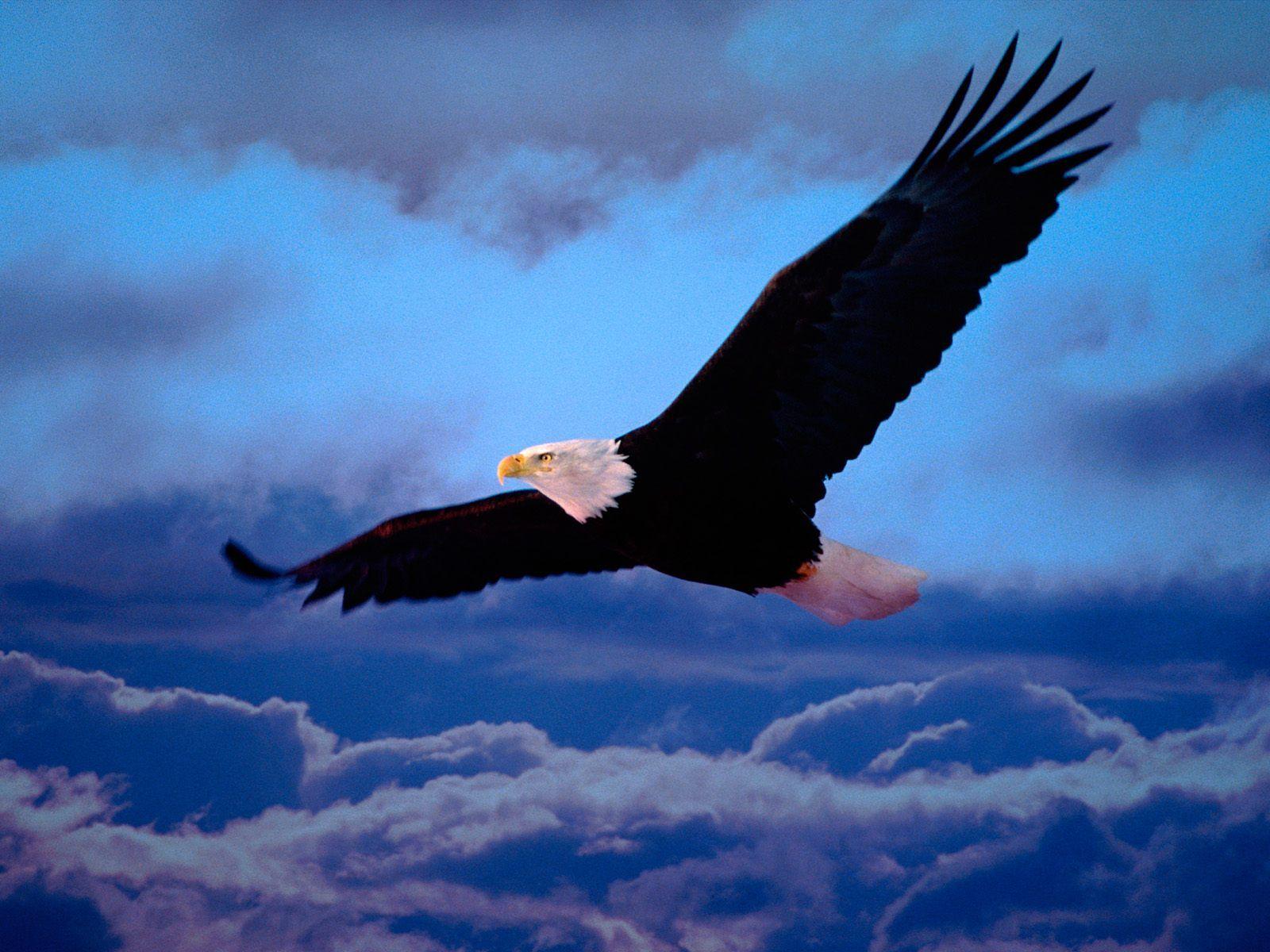 Eagle Background Wallpaper