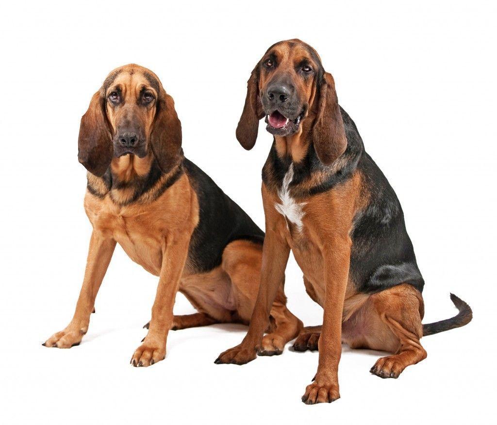 Two Bloodhound dogs photo and wallpaper. Beautiful Two Bloodhound