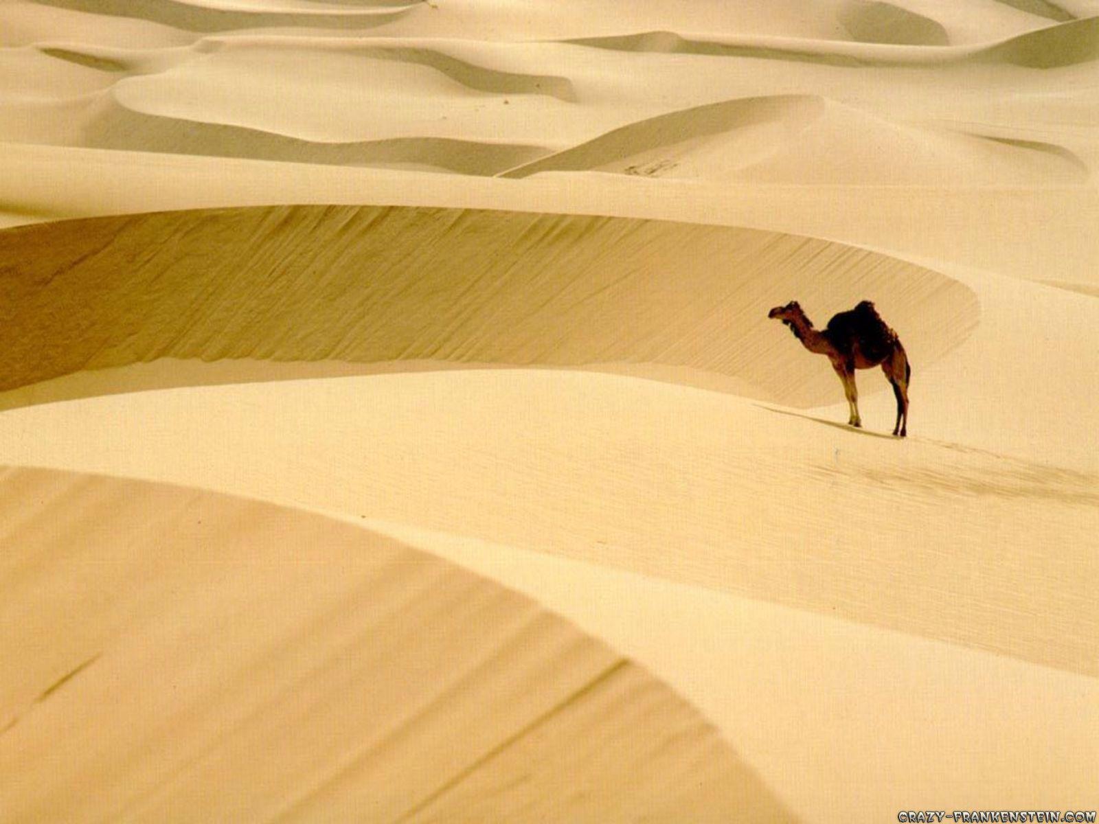camel in desert wallpaper