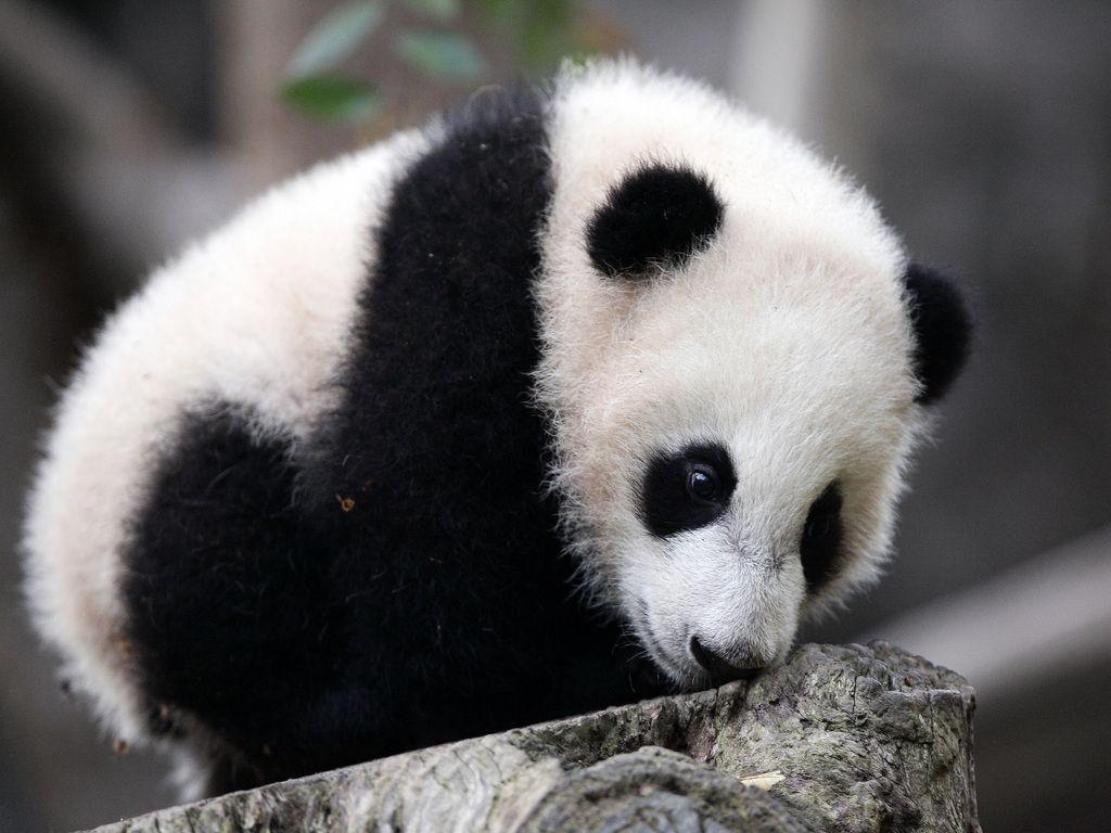 image For > Baby Panda Wallpaper Cute