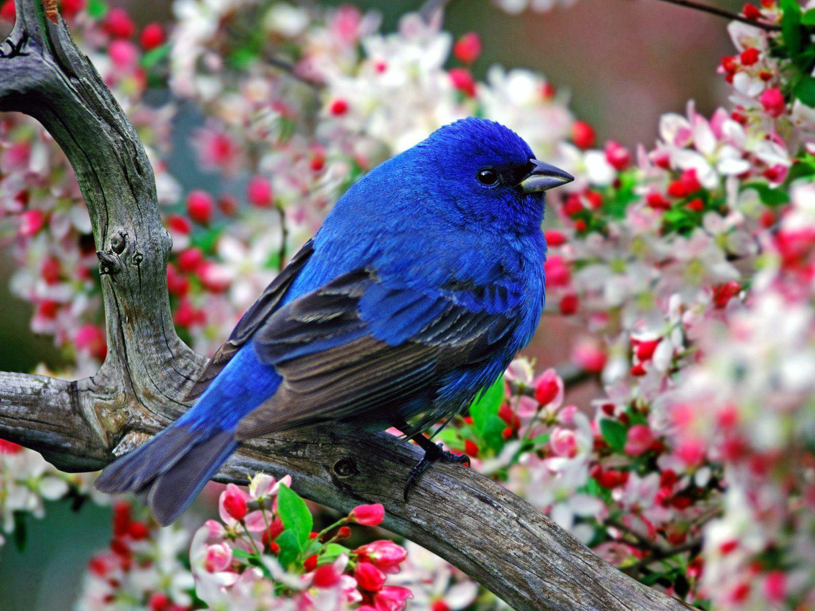 Blue Bird Background Flowers 10264 1600x1200px
