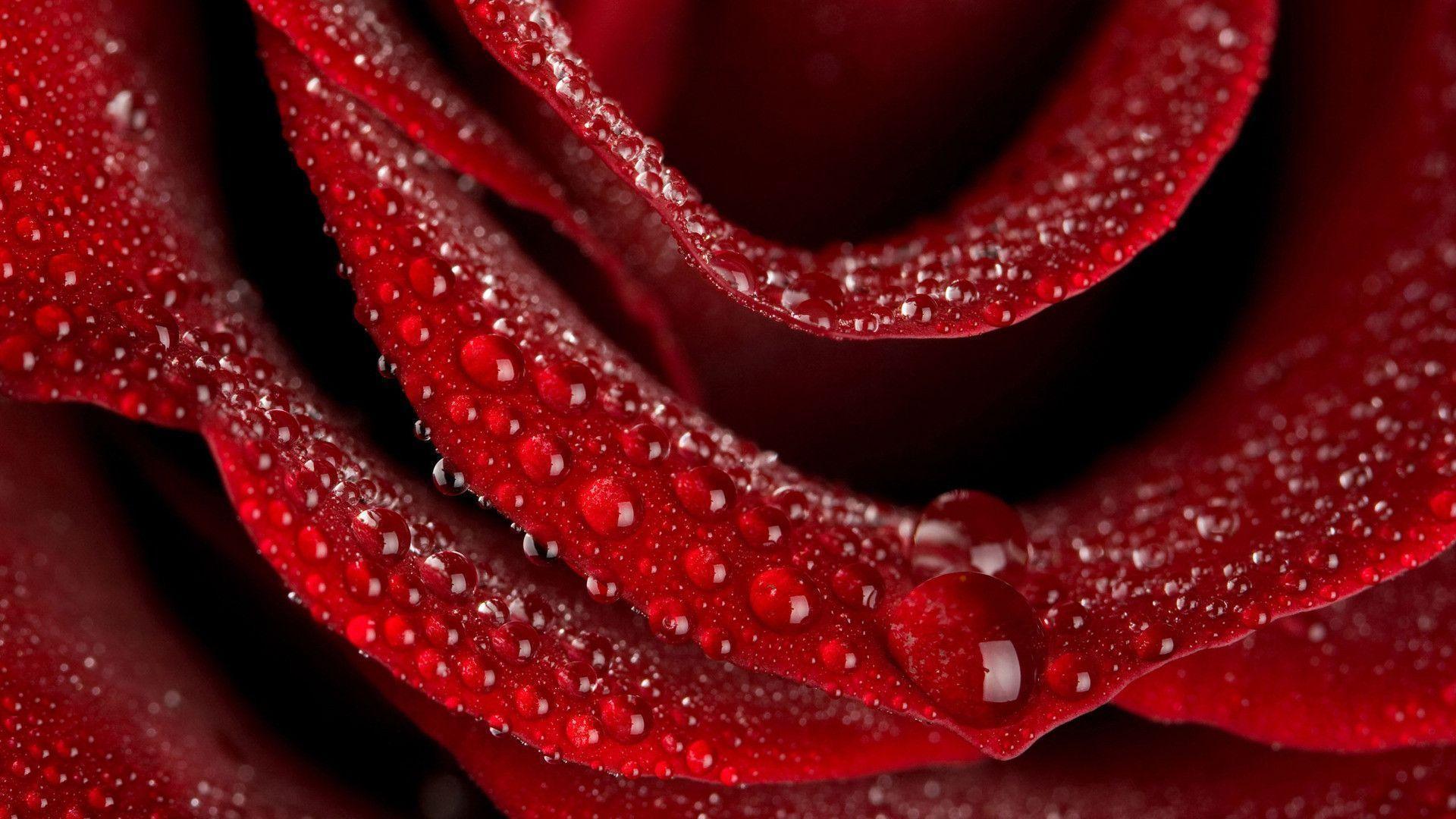 Fresh Rose Flower Drop Water, iPhone Wallpaper, Facebook Cover