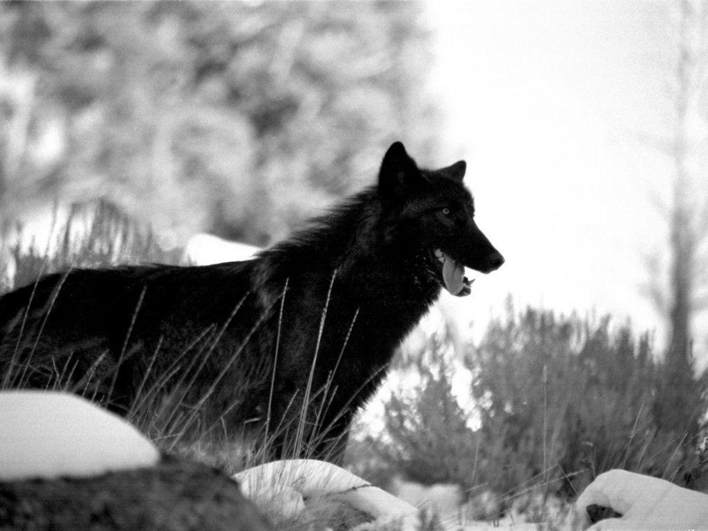 Black Wolf in Snow Wallpapers