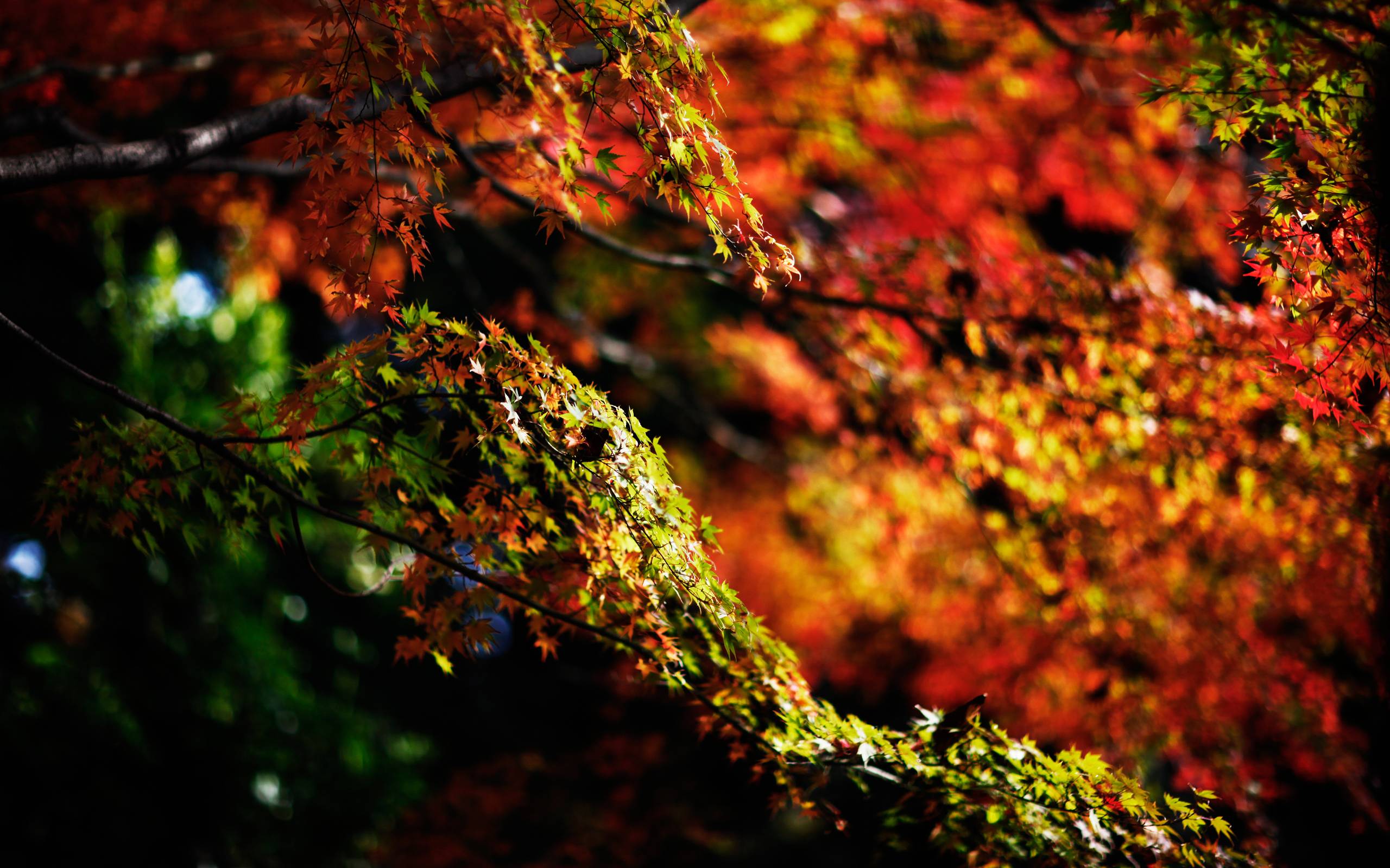 Japanese Maple Tree Autumn Wallpaper « Wallpaperz