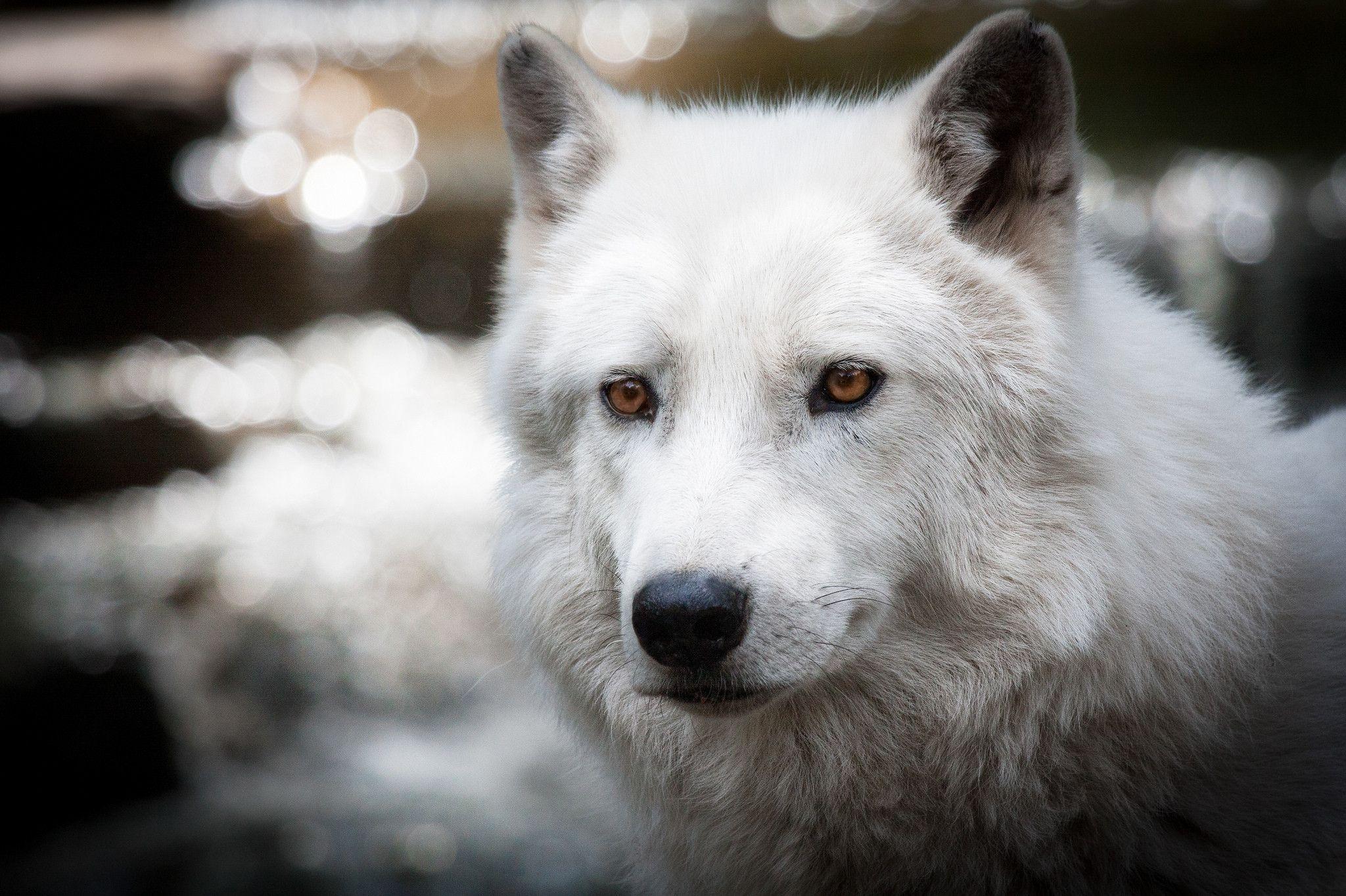image For > White Arctic Wolf Wallpaper