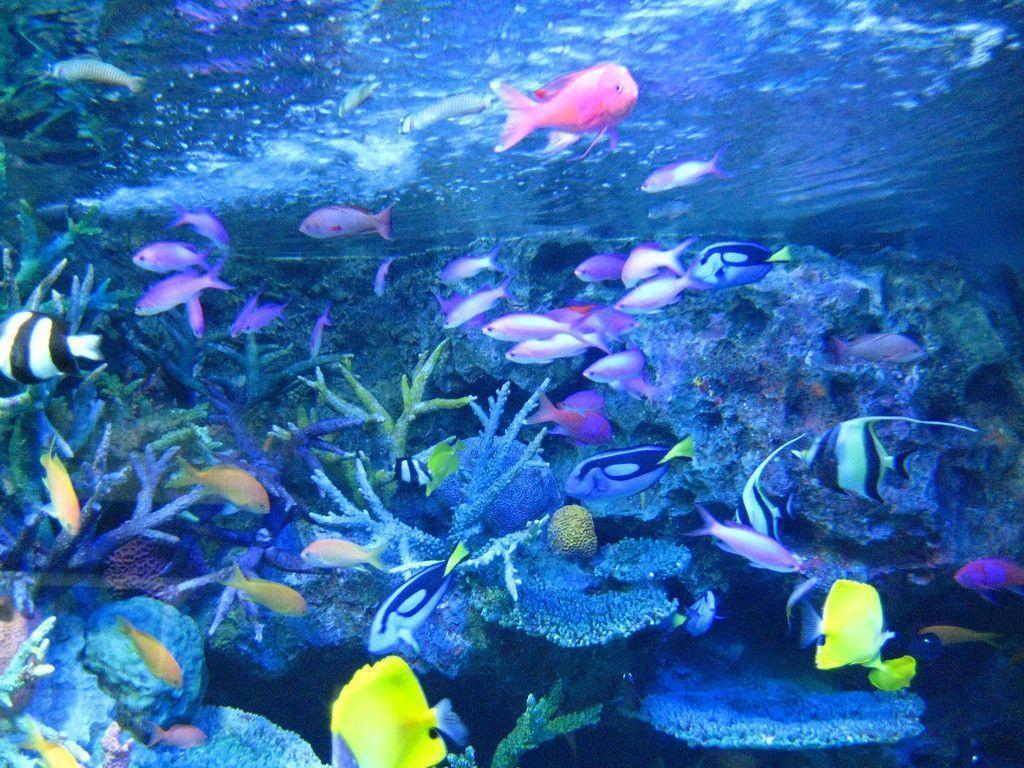 Tropical Fish Wallpaper The Free Tr HD Wallpaper