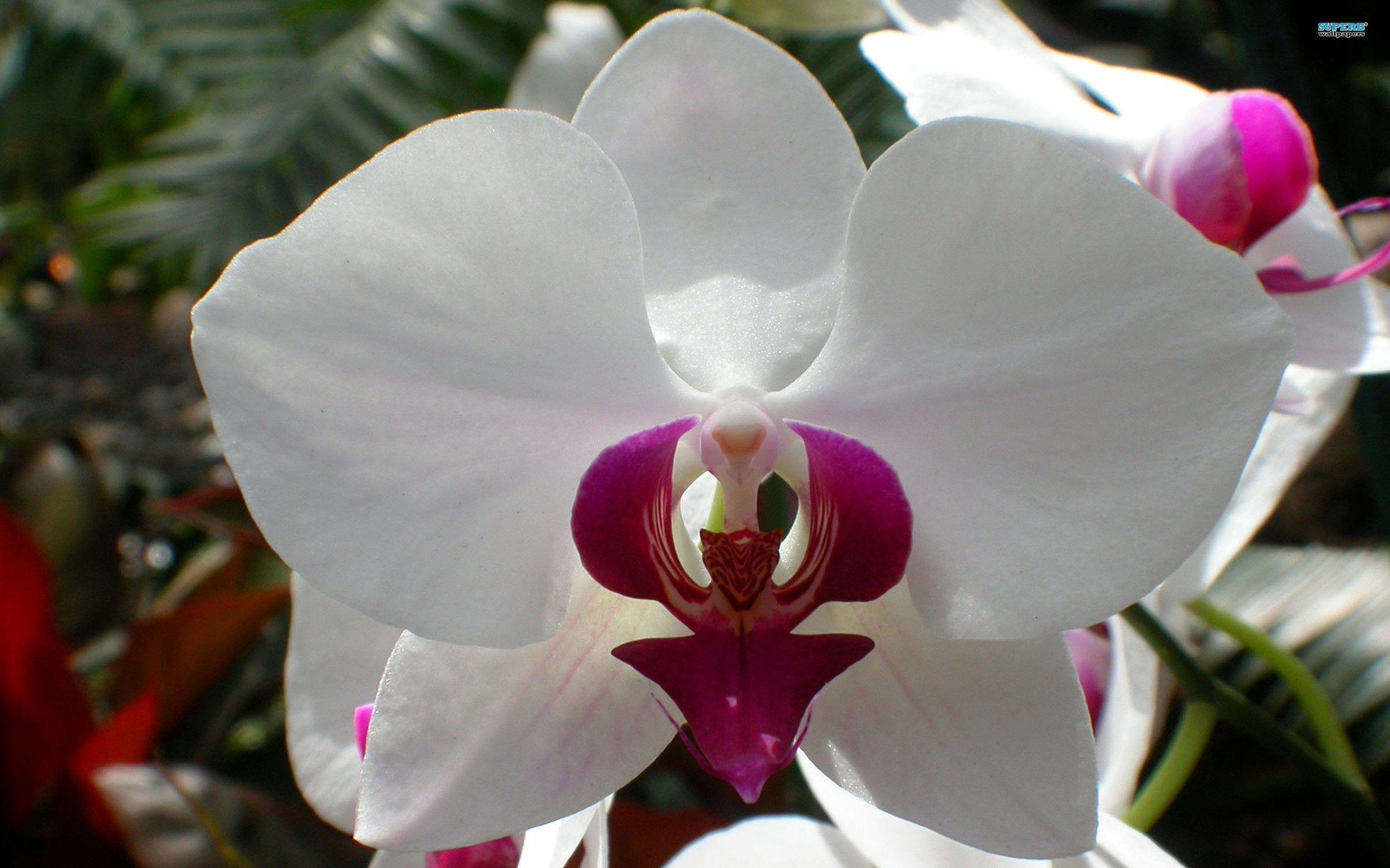 White Orchid 7503
