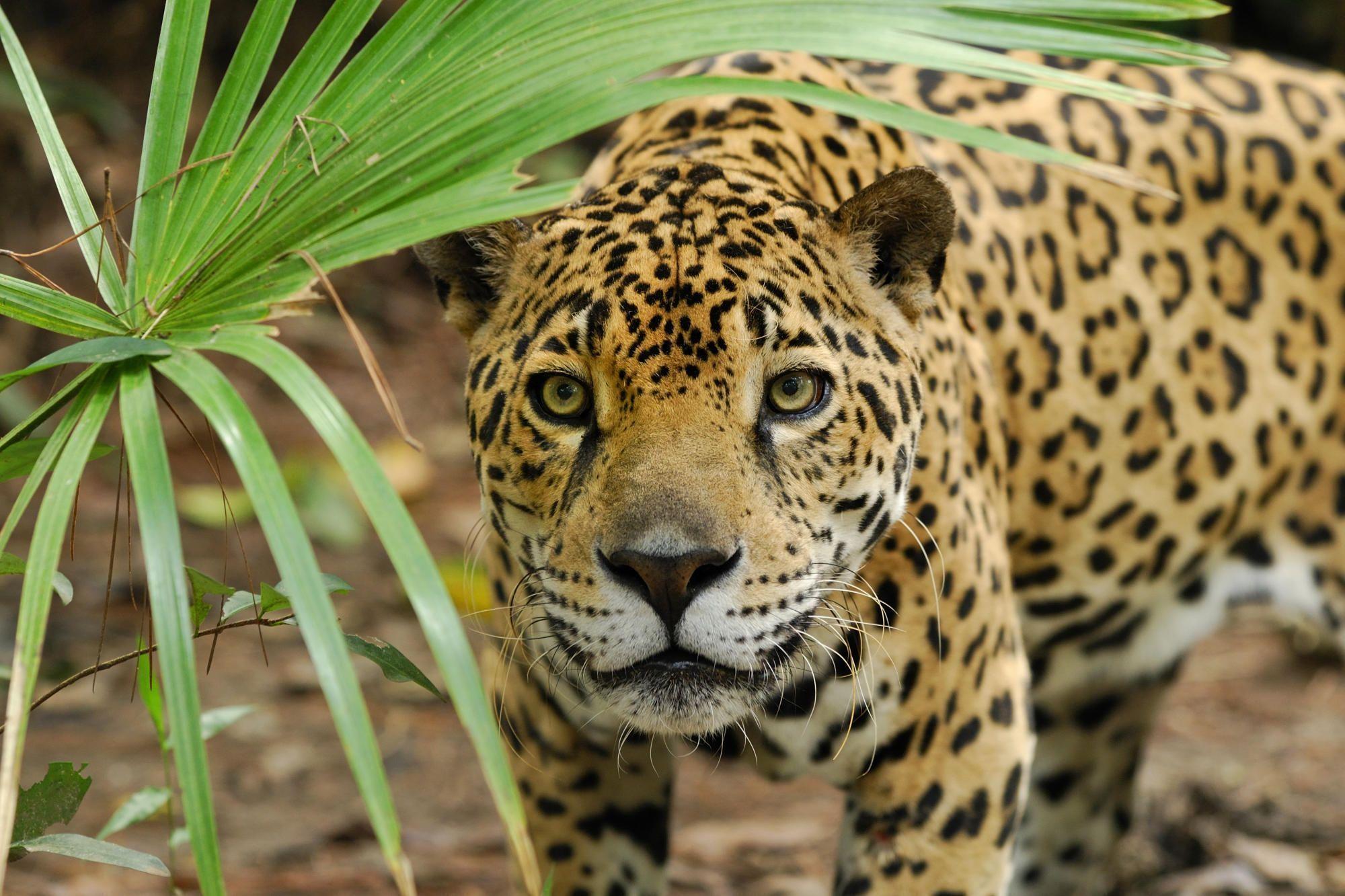 Download wallpaper jaguar, panther, predator, wildcat free desktop
