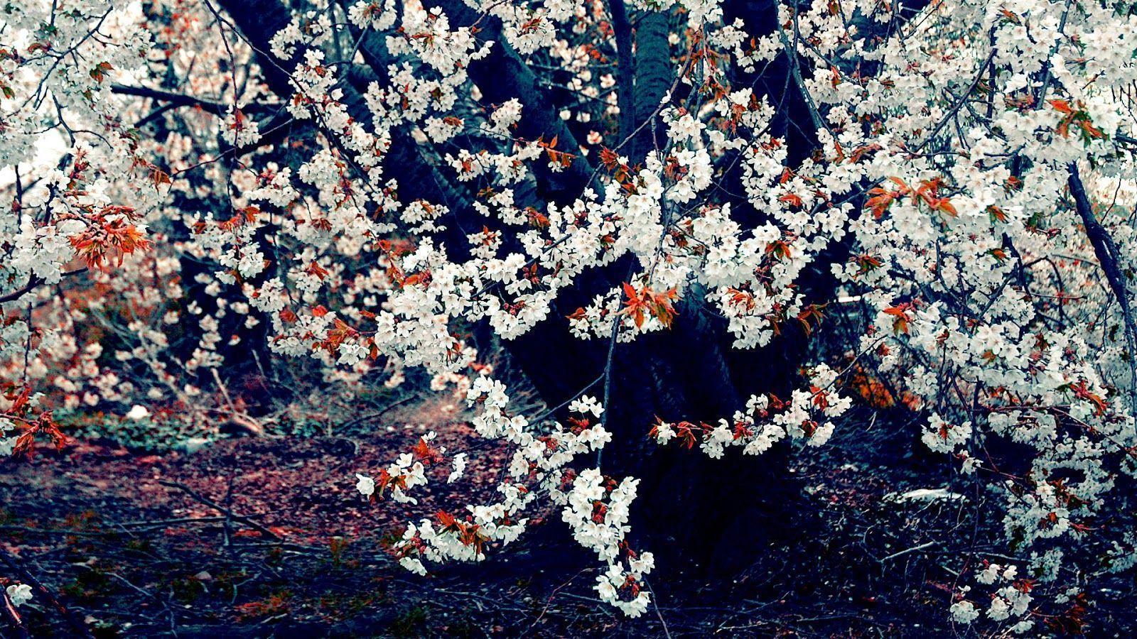 Spring Nature Wallpaper High Resolution HD 1080P 12 HD Wallpaper