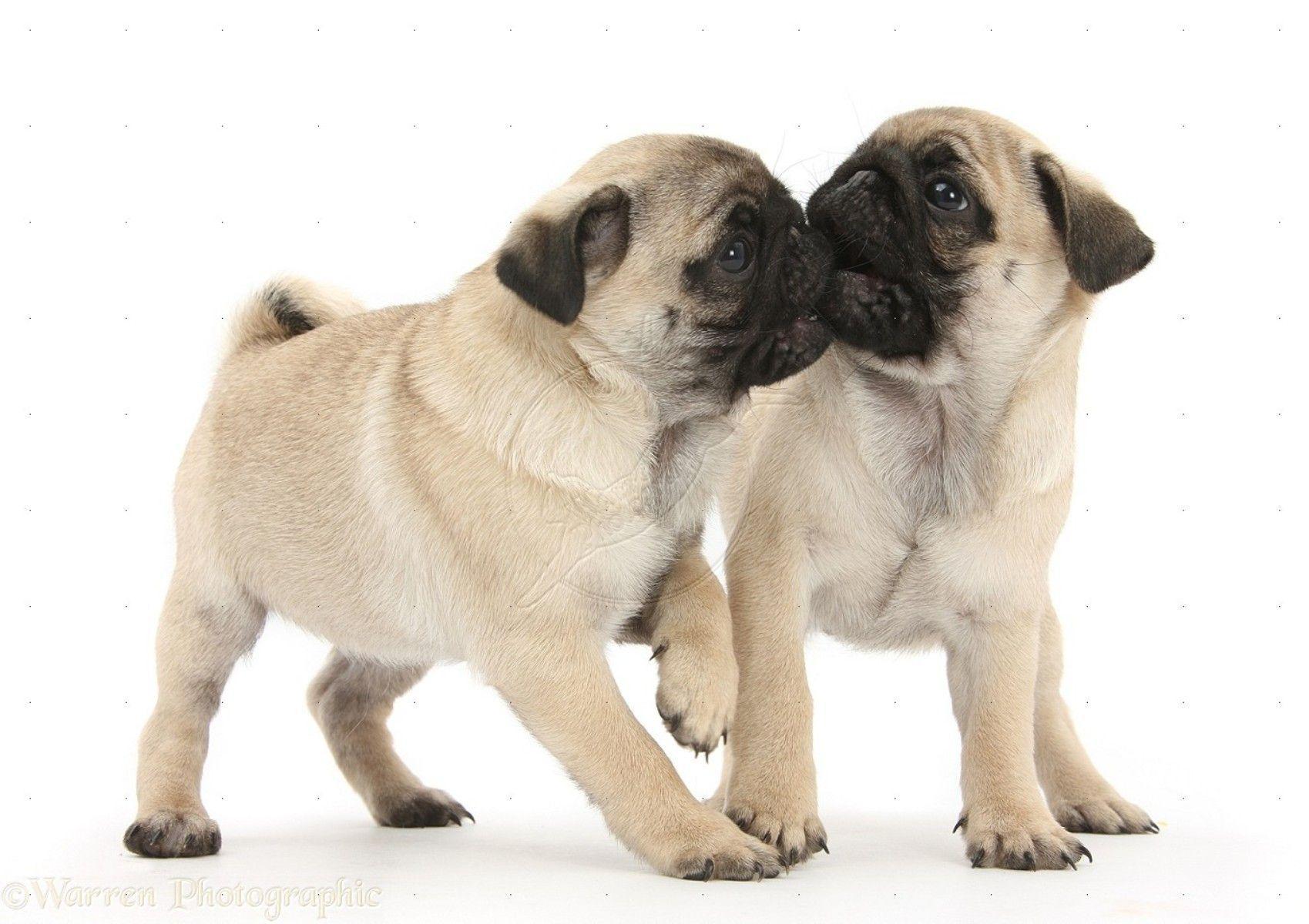 Pug Puppies Picture
