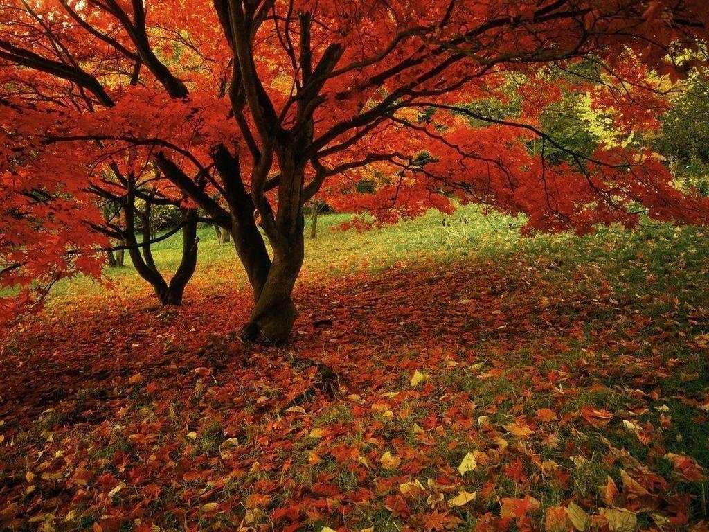 Wallpaper For > Fall Background Picture For Computer