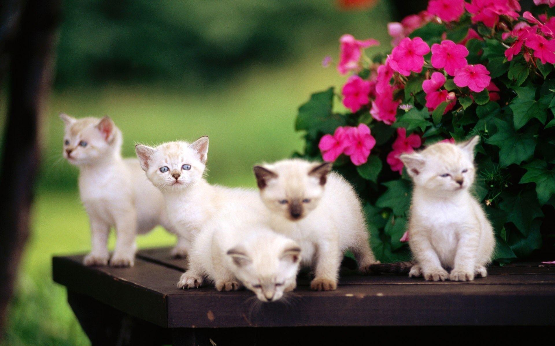 Five Siamese kittens Desktop wallpaper 1920x1200