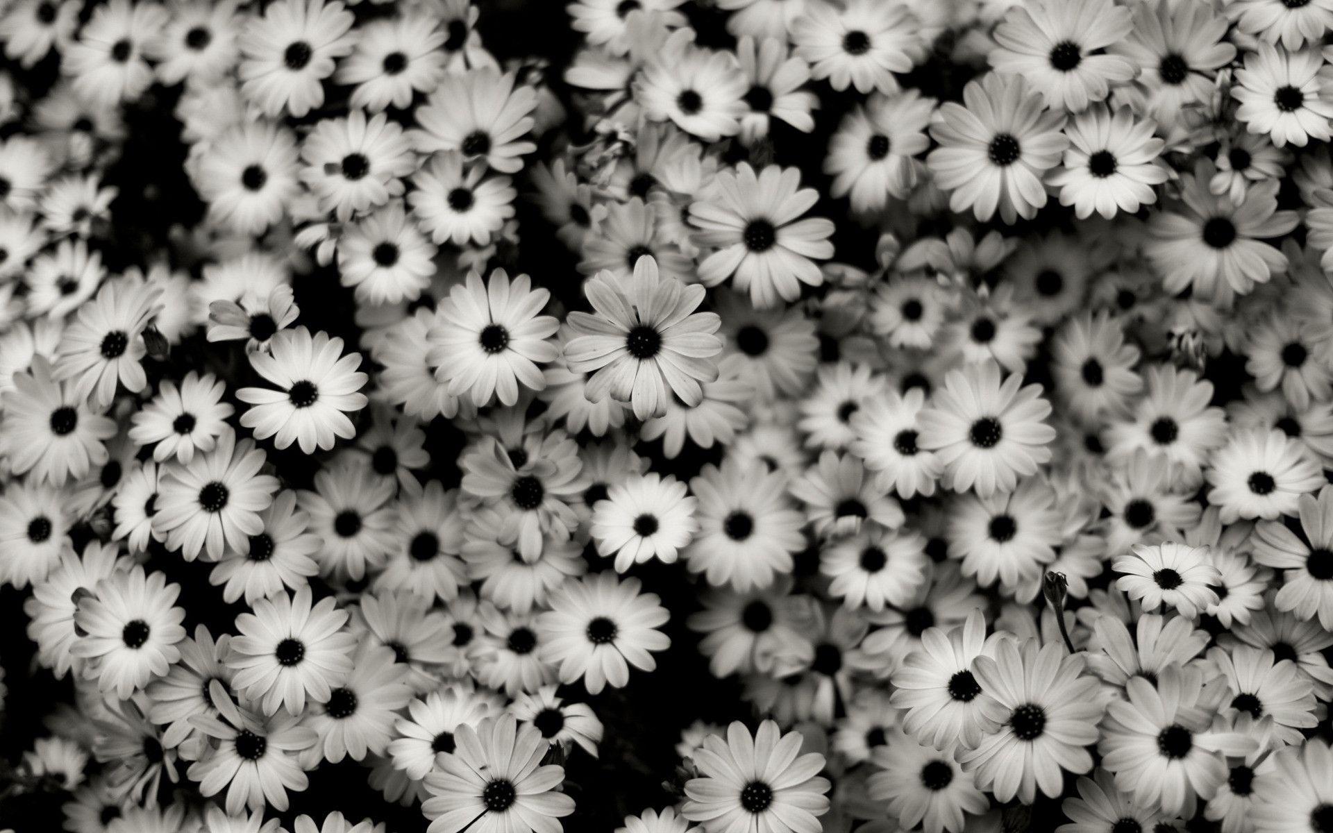 New York Black And White Wallpaper 44659 Full HD Wallpaper Desktop