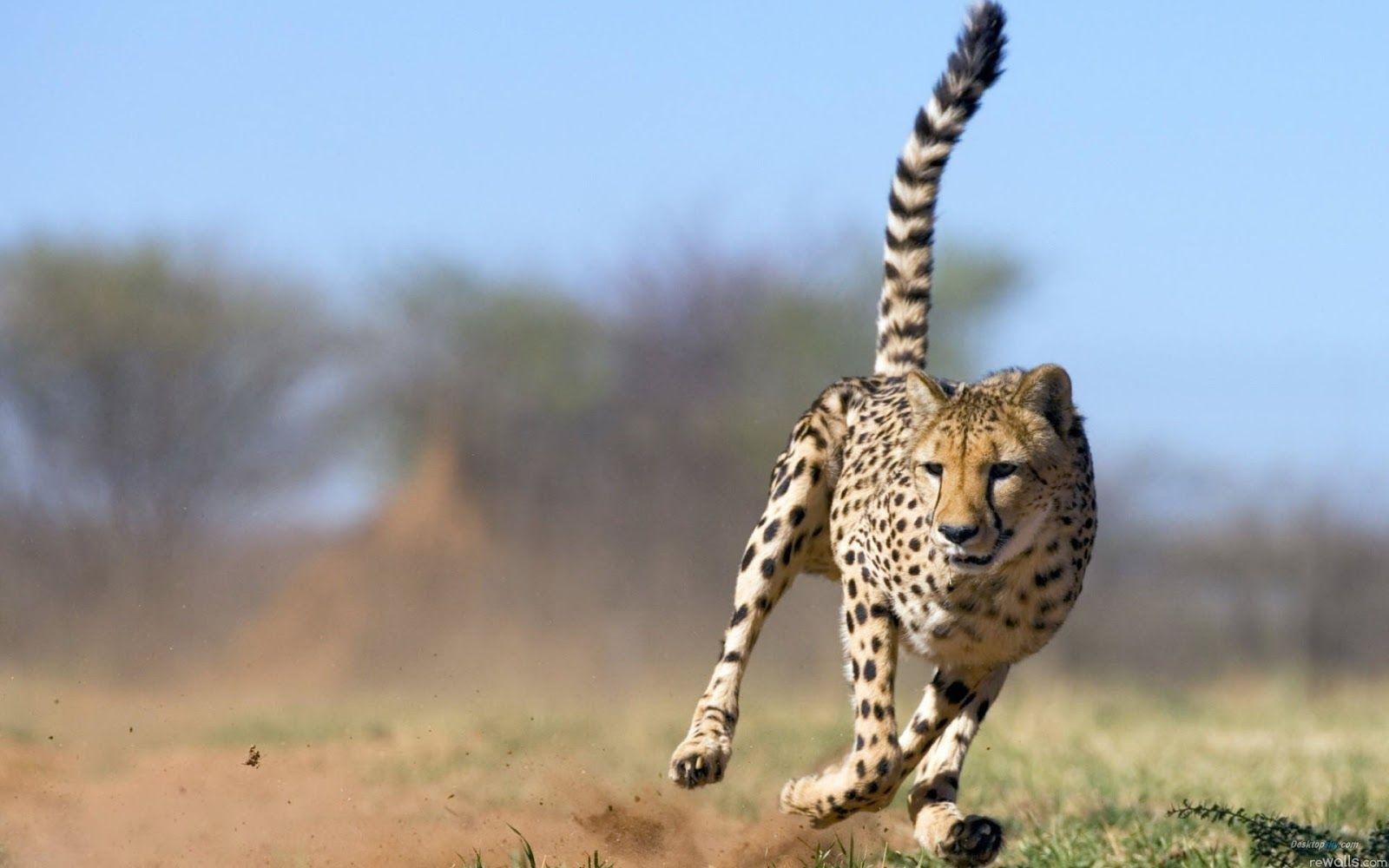 Beautiful Cheetah Latest HD Wallpaper Image 2013