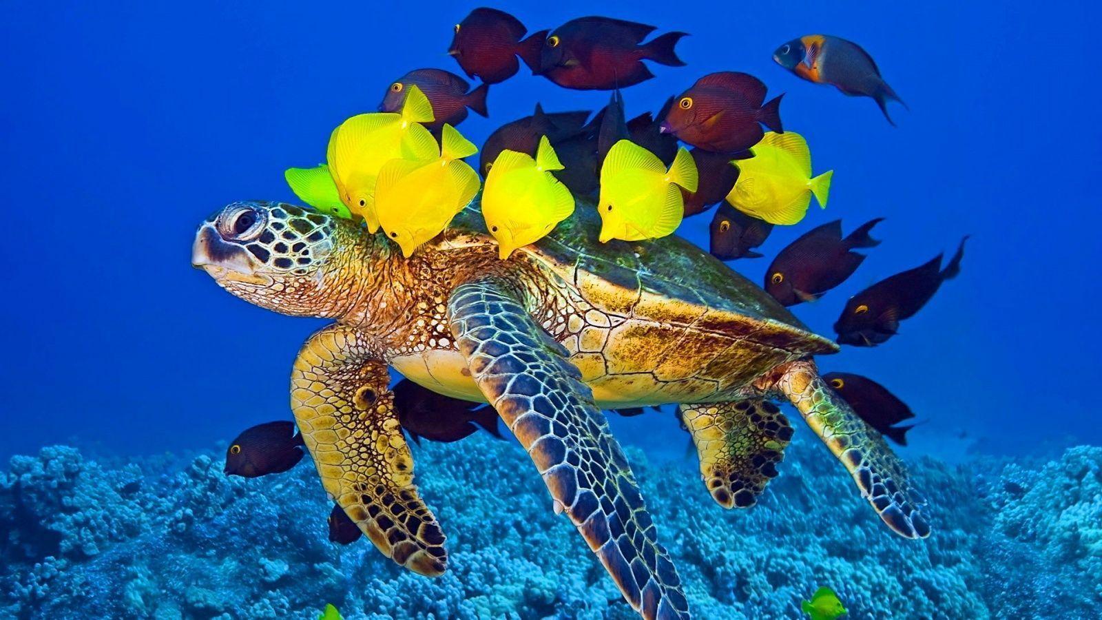 Wallpapers For > Baby Sea Turtle Wallpapers