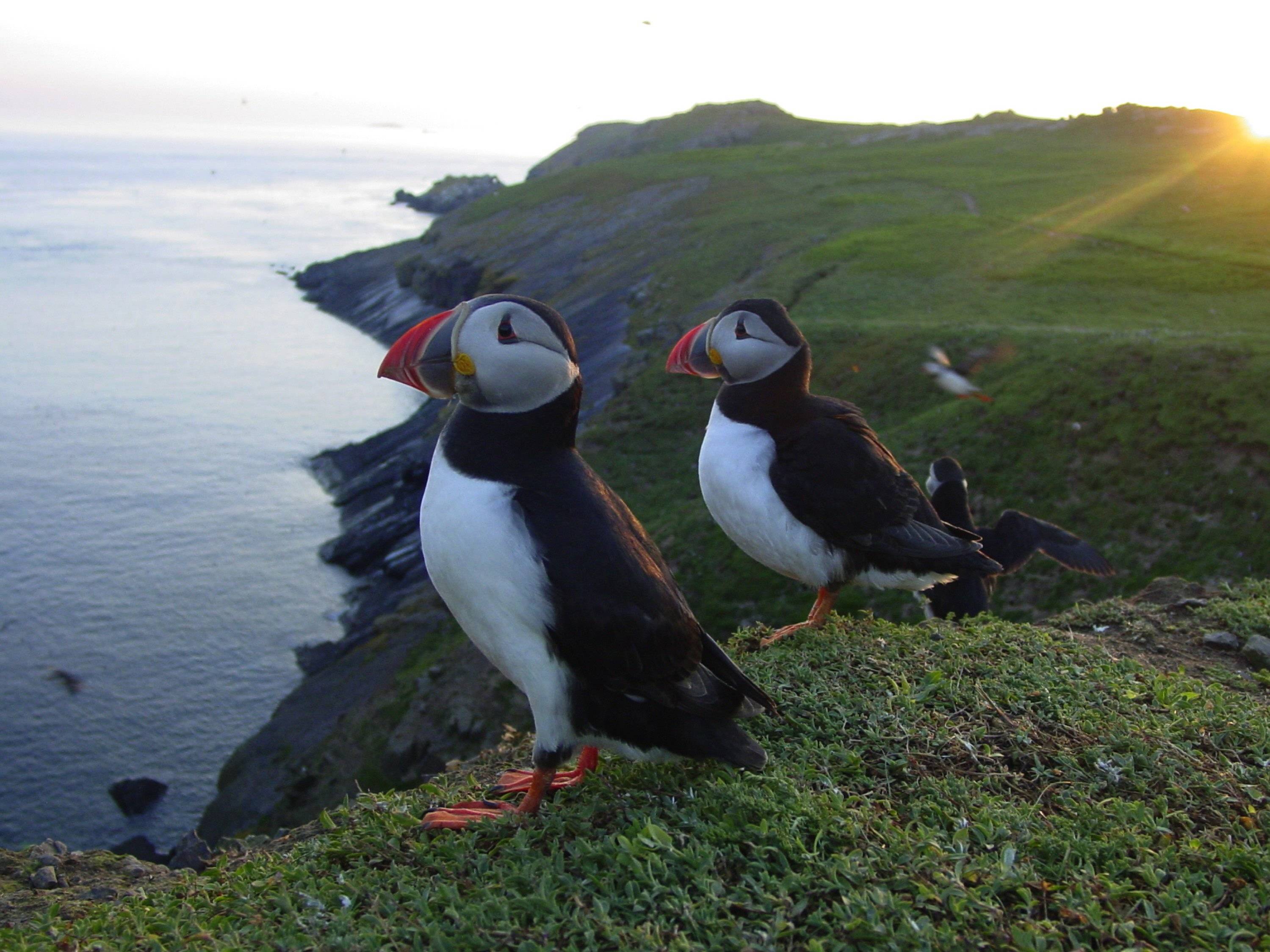 pokemon puffin