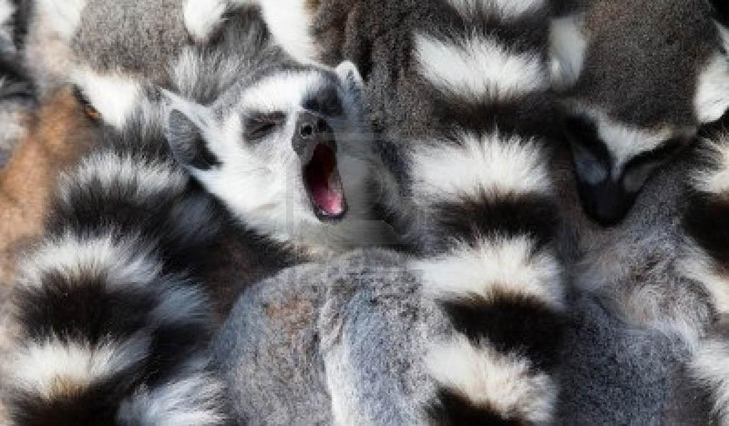 lemur picture. Animals Wallpaper Widescreen. Background