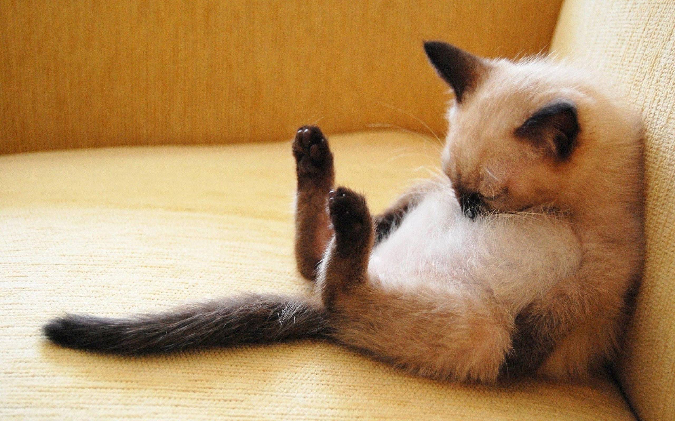 Wallpaper For > Cute Siamese Kittens Wallpaper