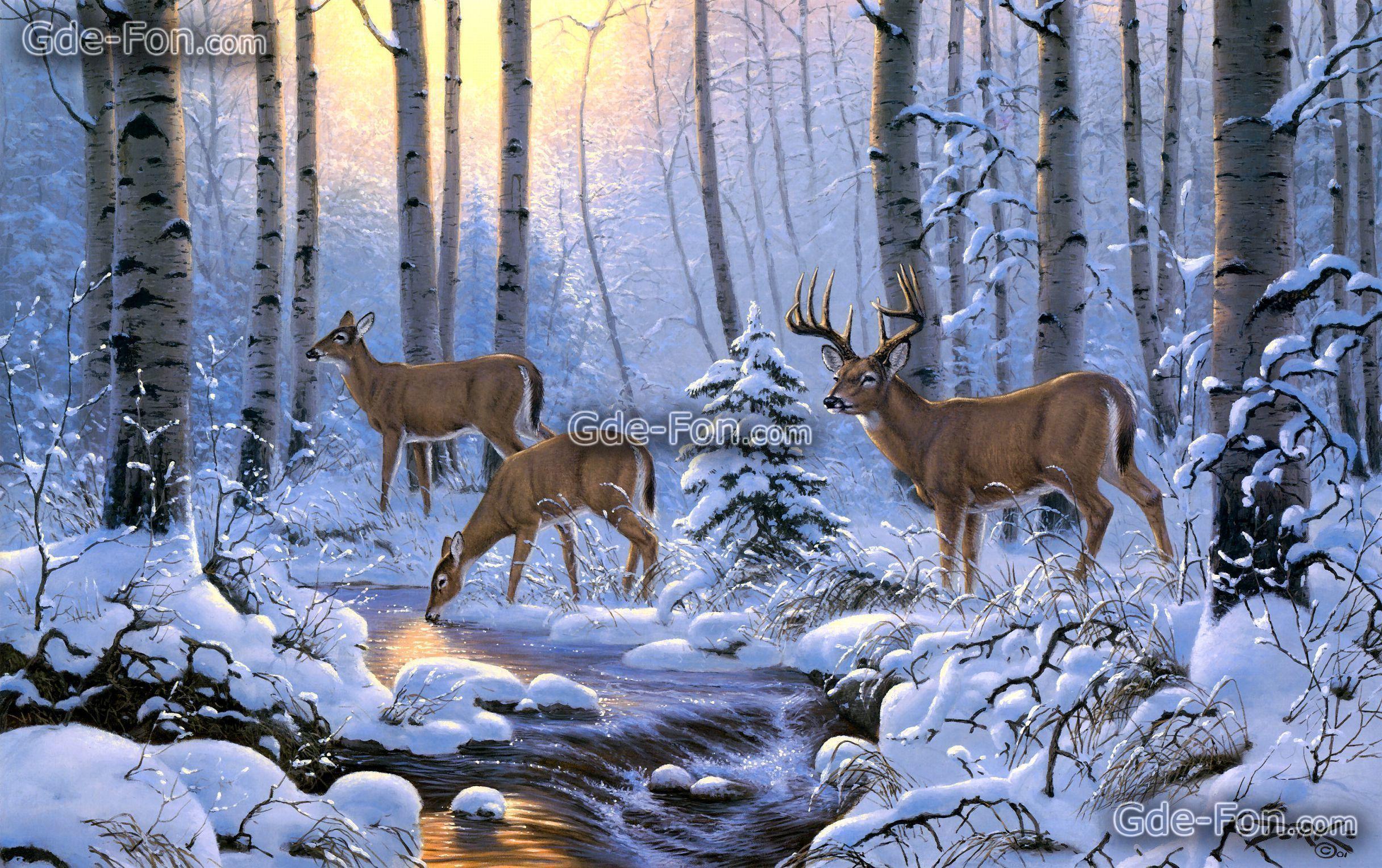 Download wallpaper derk hansen, deer, Winter, forest free desktop