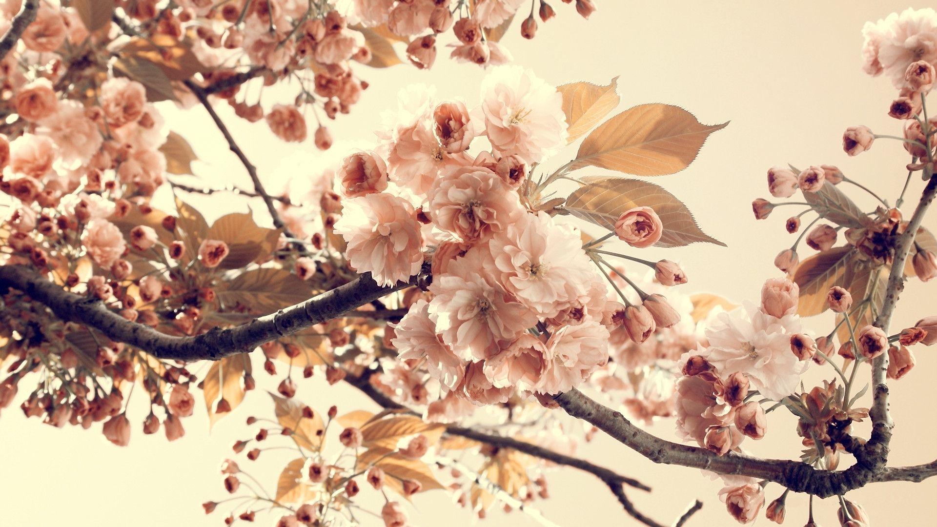 Download wallpaper nature, Vintage, branch, Flowers free desktop