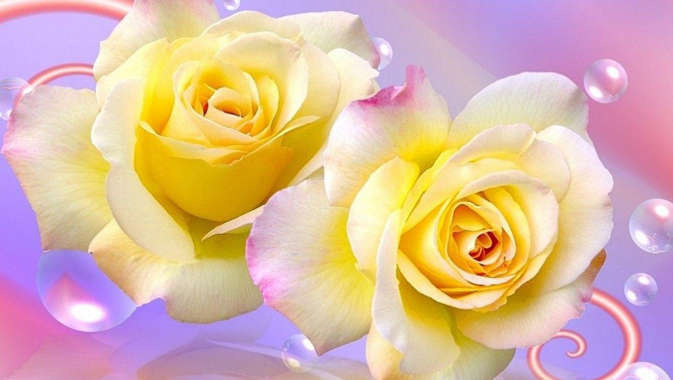 wallpaper of yellow roses