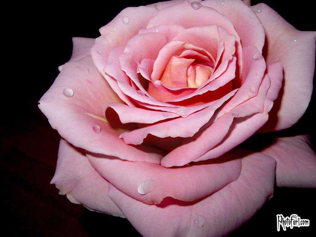 Light Pink Roses Free Desk HD Wallpaper. aduphoto
