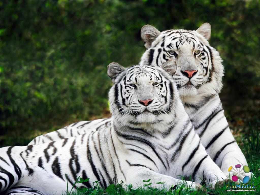 Wild animals wallpaper, HD cool wallpaper