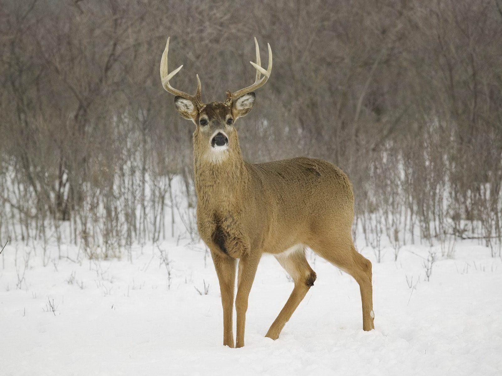 White tailed deer Kentucky free desktop background