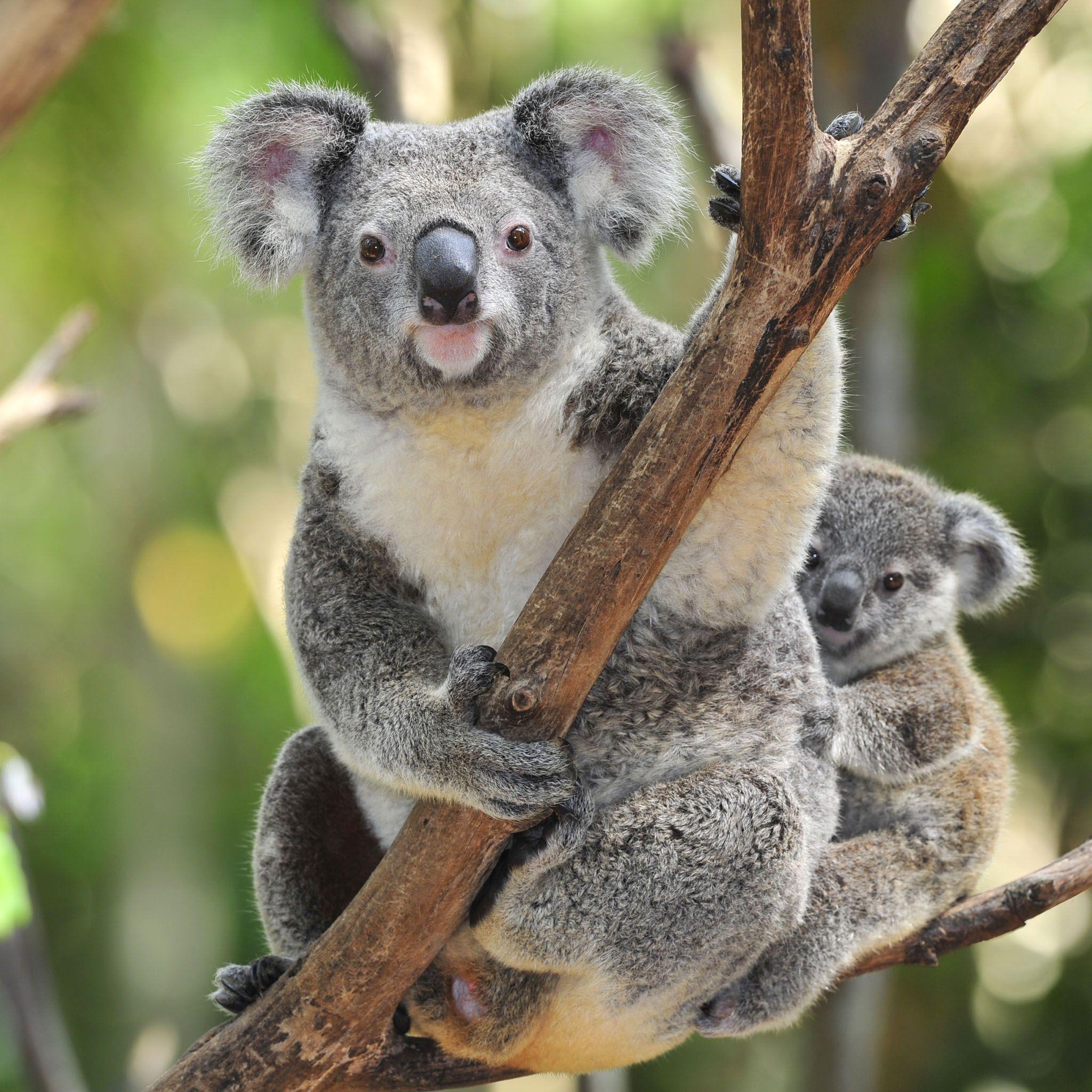 Koala Bear with Baby WallPaper HD. Bears, Wallpaper, With, Koala