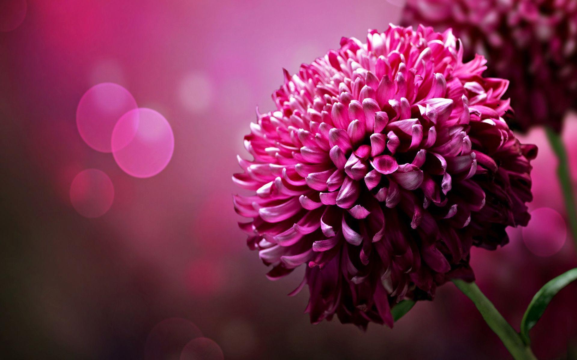 Pink Flowers Image High Resolution 2015 Background