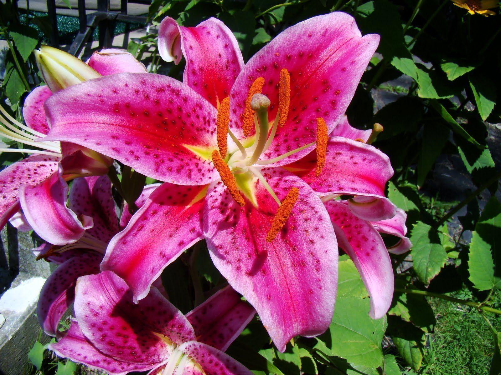 Tiger Lily Wallpapers Wallpaper Cave