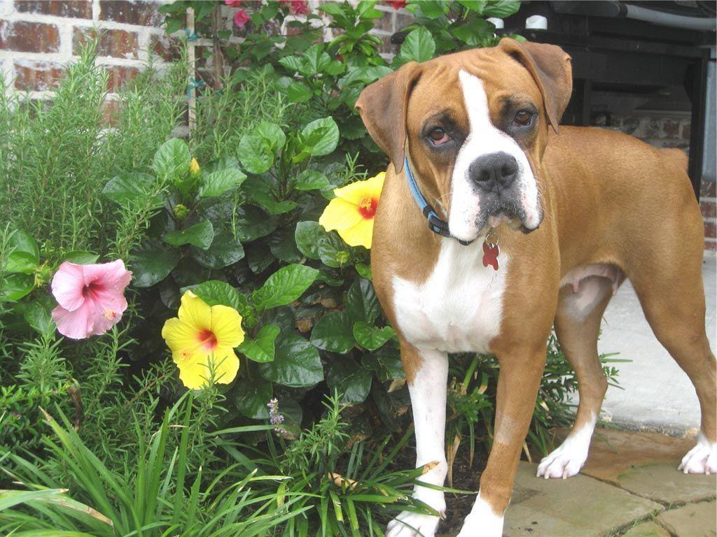 Boxer Dogs Wallpapers For Iphone. Dogs, Wallpaper, Boxer, Dogs