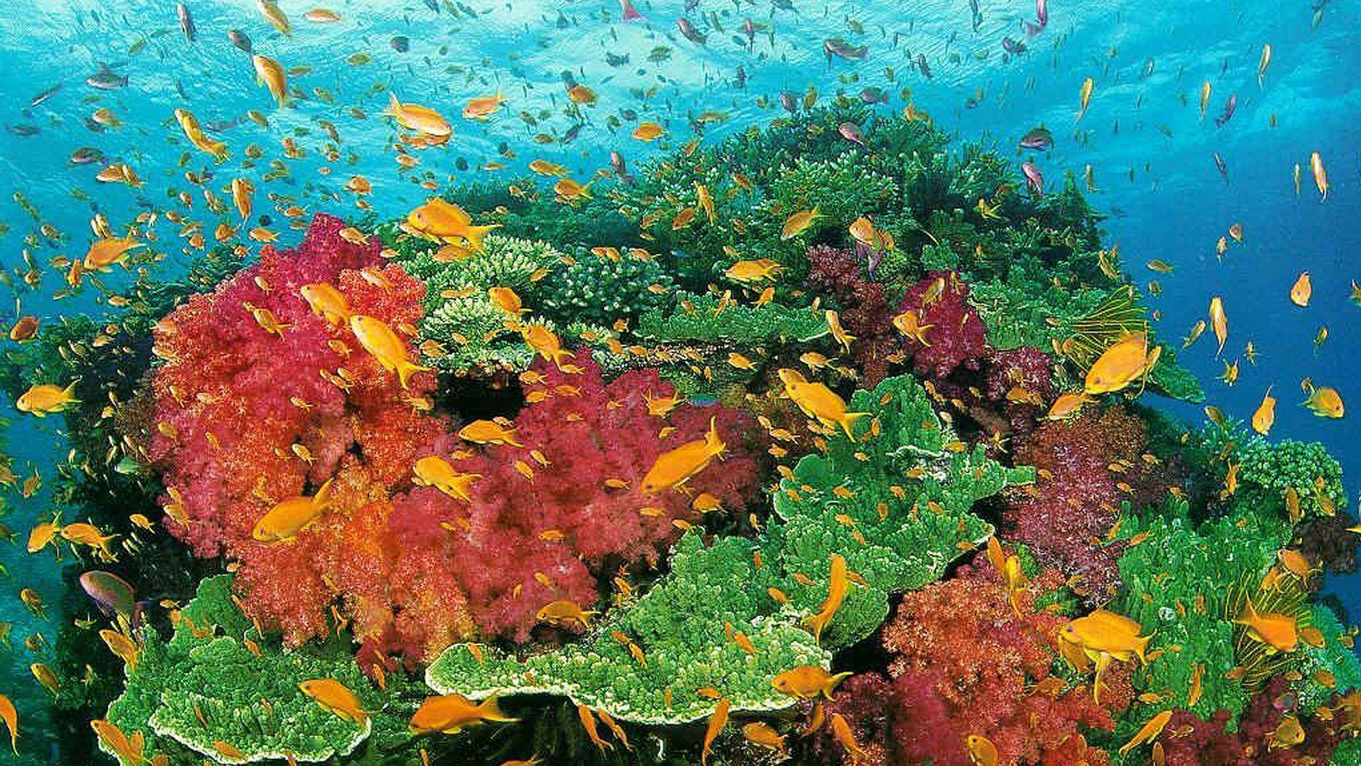 Большой Барьерный риф водоросли