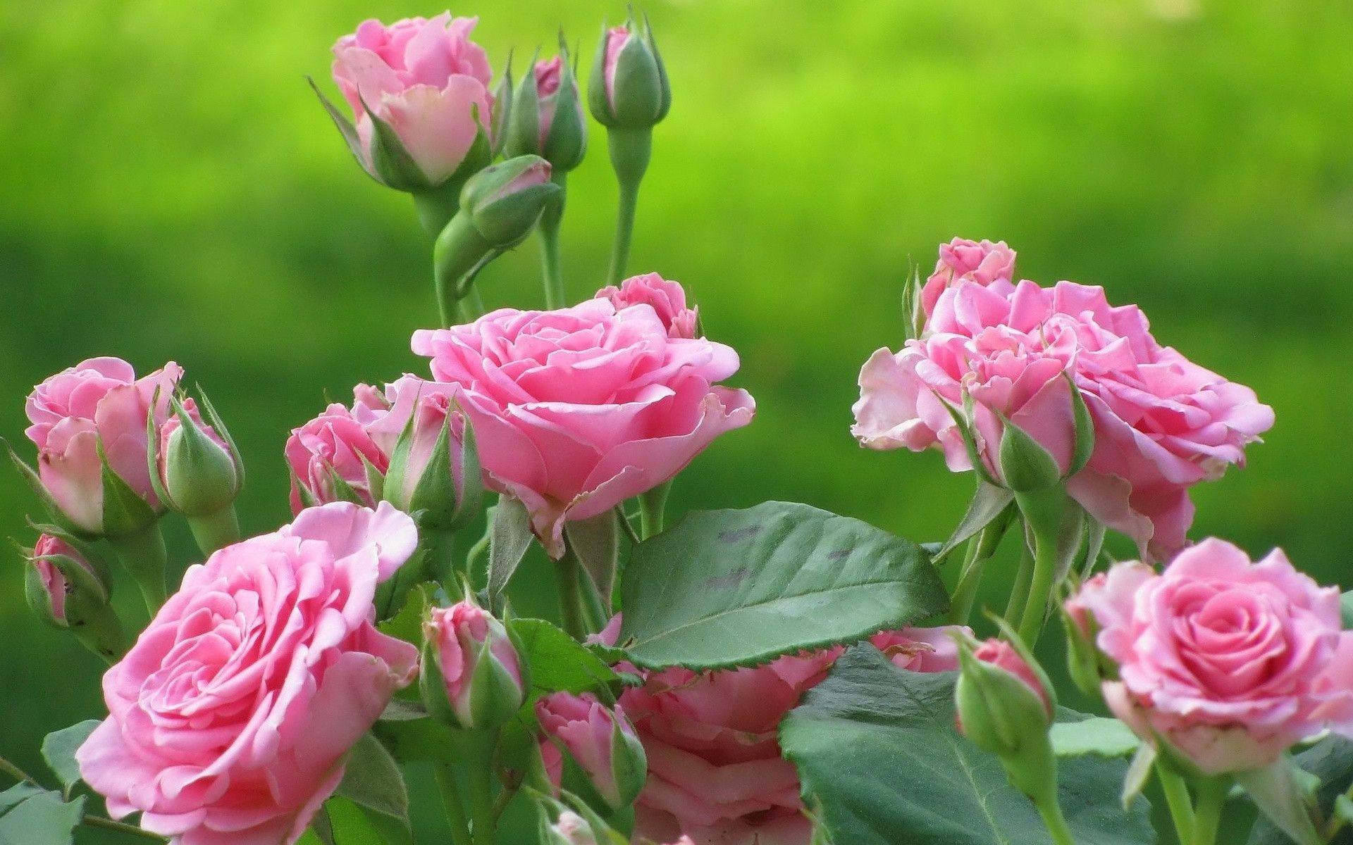 Cute Roses Flowers Desktop WallPaper HD