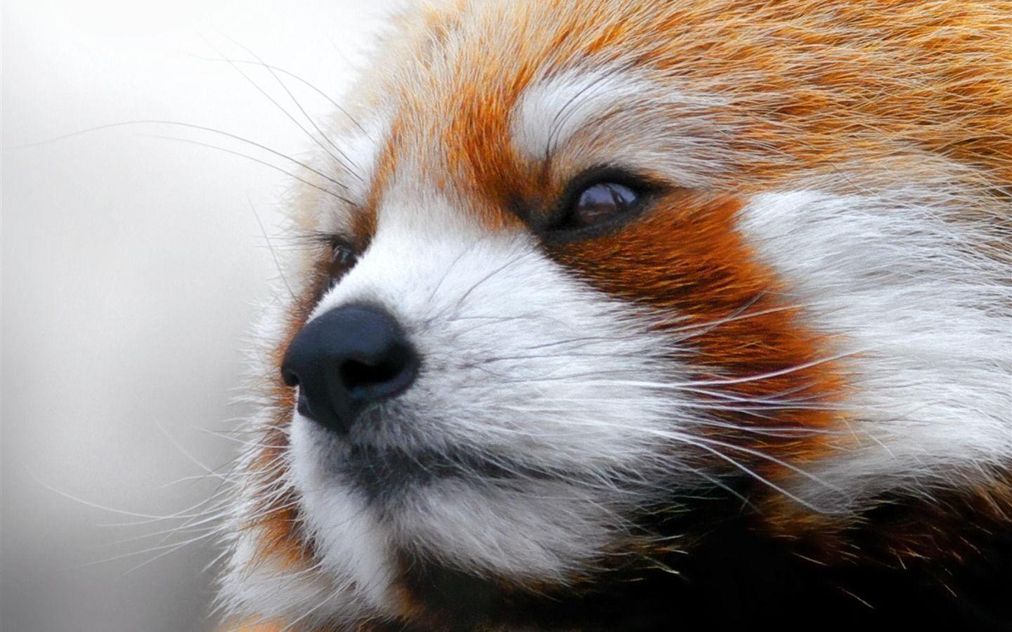 red panda animal desktop wallpaper - Image And Wallpaper