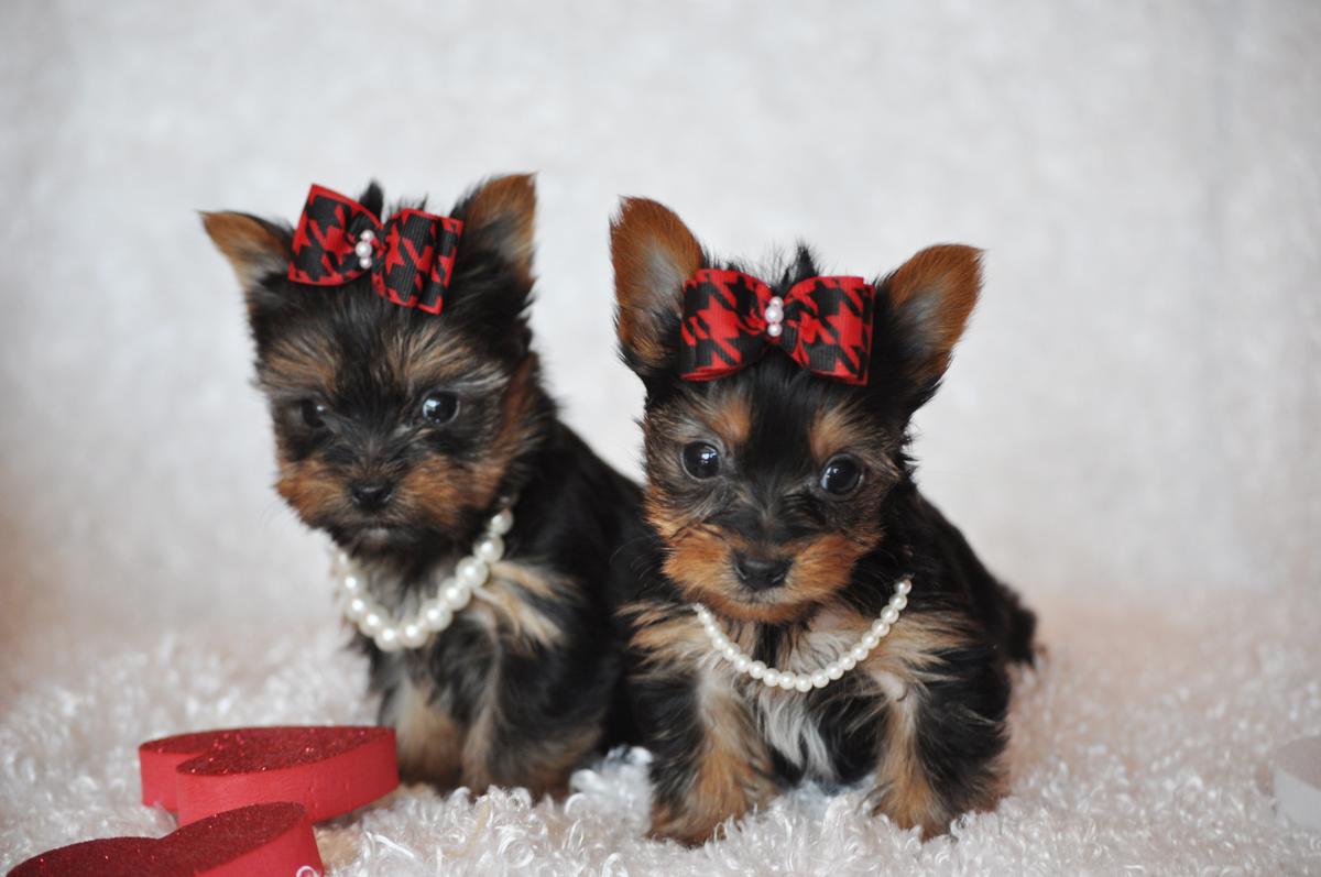 Sweet Yorkshire Terrier dogs photo and wallpaper. Beautiful Sweet