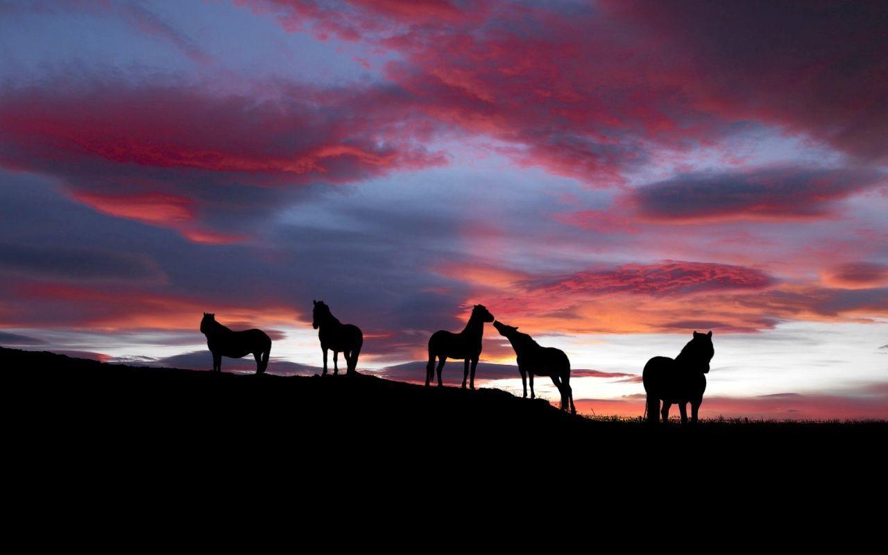 Wild horses background in 1280x800 resolution. HD & Widescreen