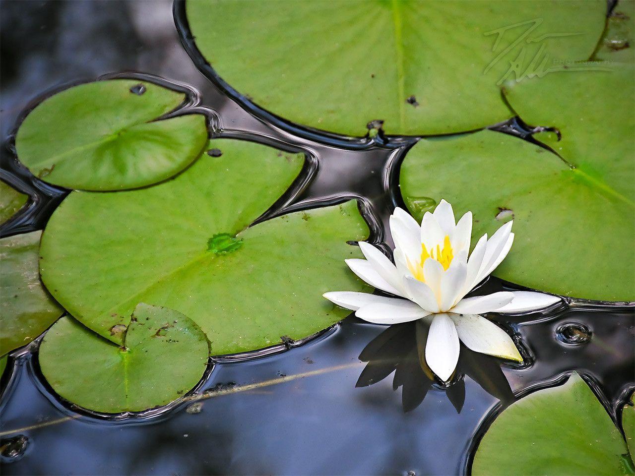 image For > Origami Lily Pad