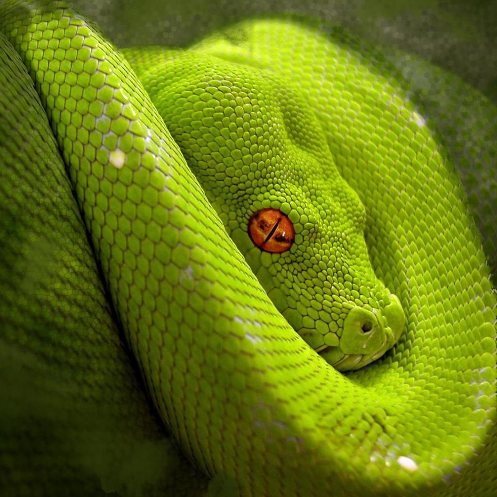 Snake Eye IPad 569 HD Wallpaper Picture. Top Wallpaper Gallery Photo